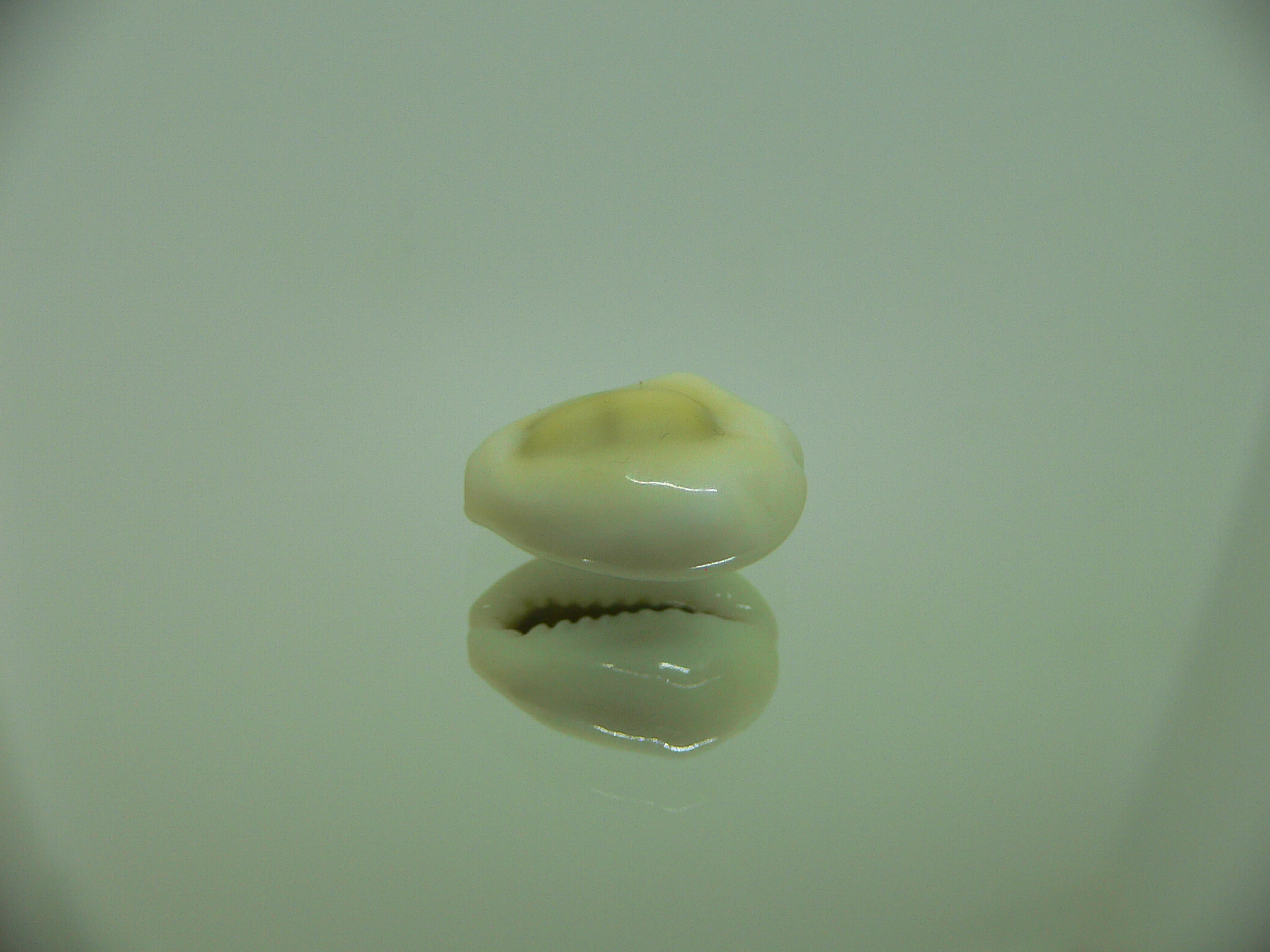 Cypraea moneta tuberculosa (var.)