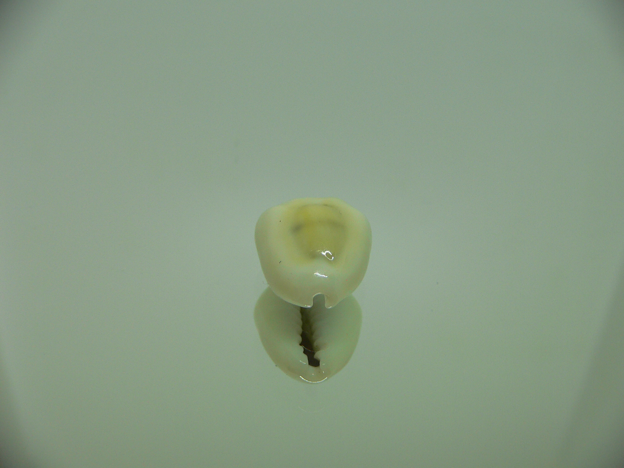 Cypraea moneta tuberculosa (var.)