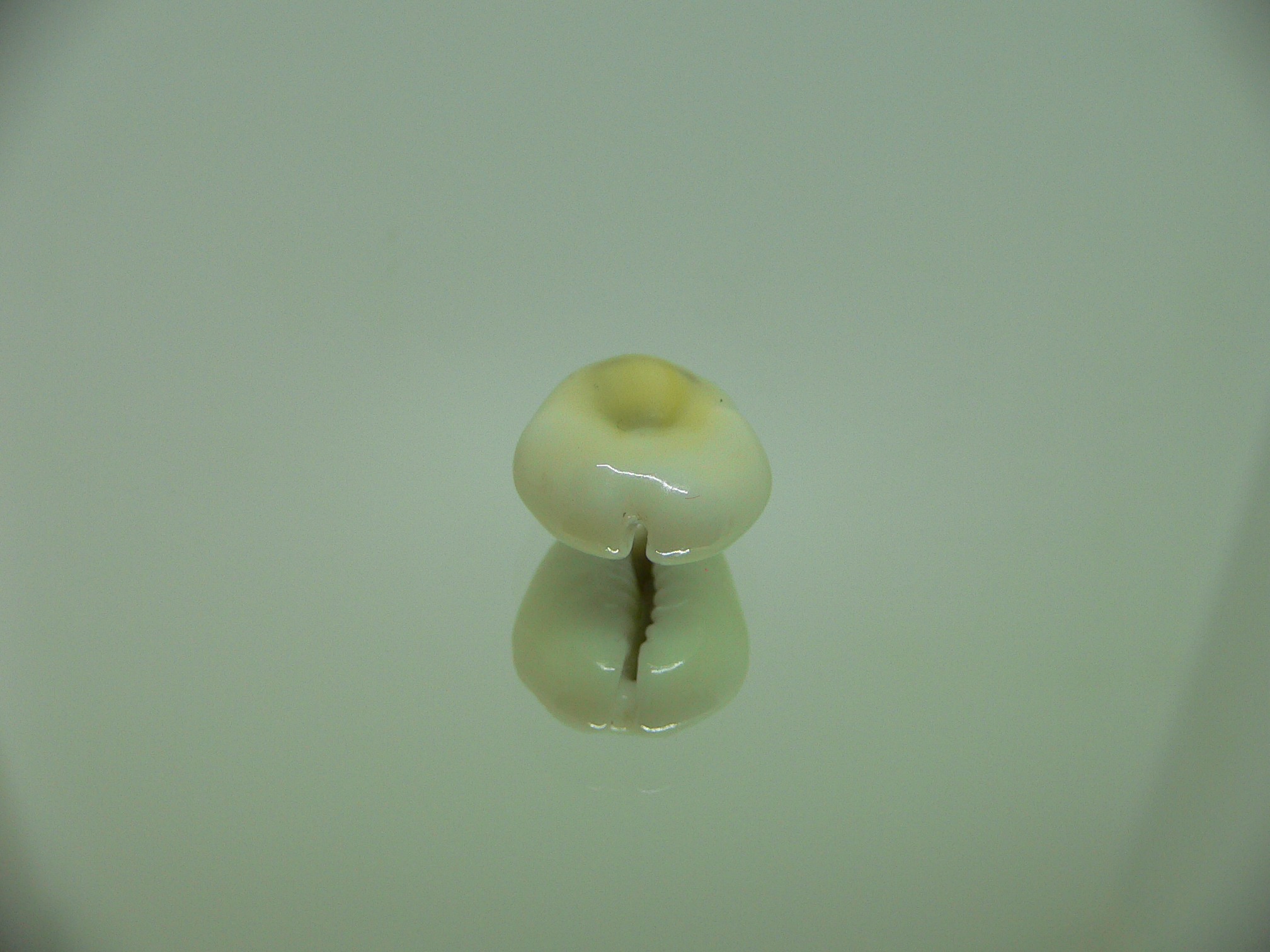 Cypraea moneta tuberculosa (var.)