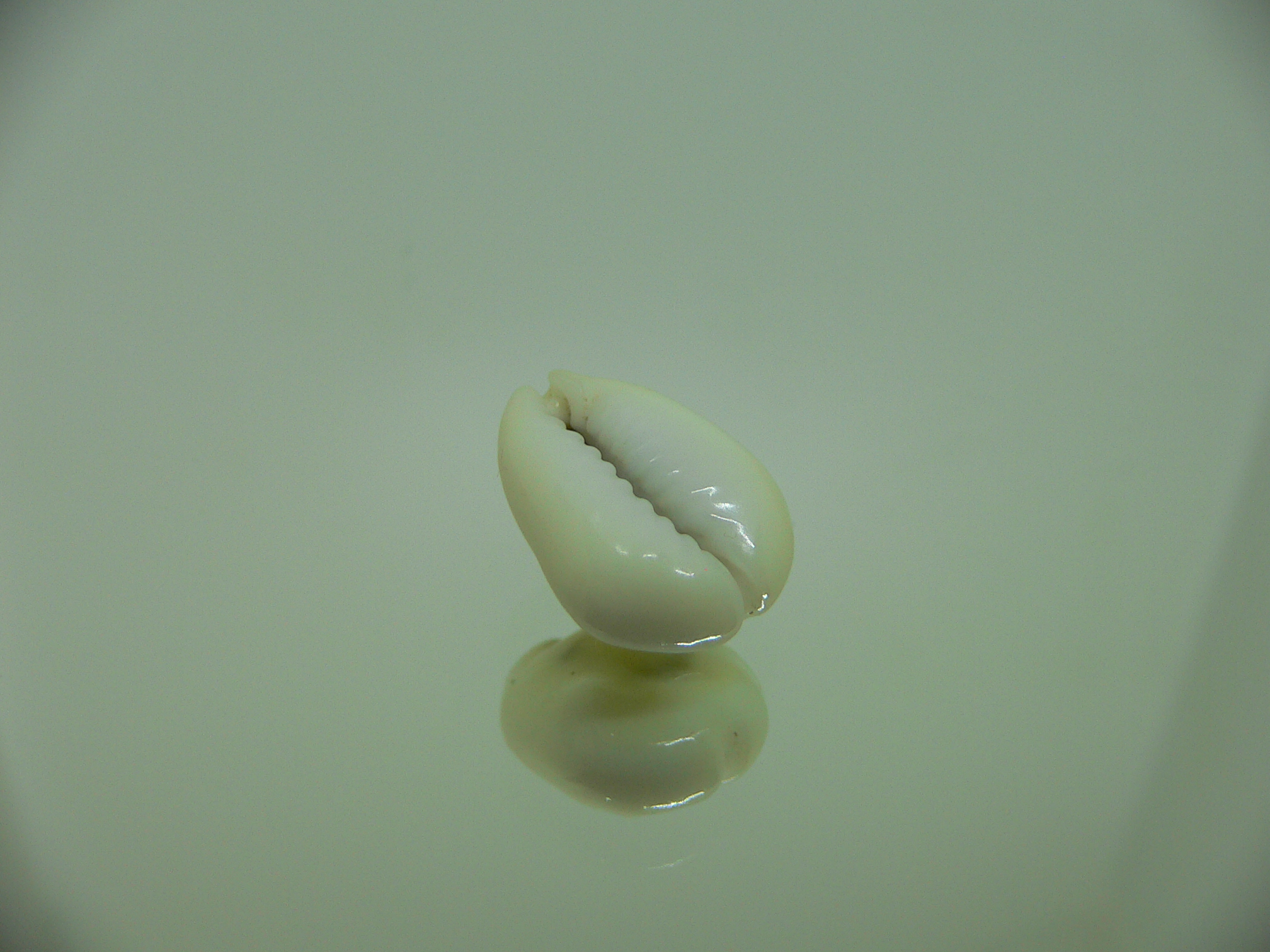 Cypraea moneta tuberculosa (var.)