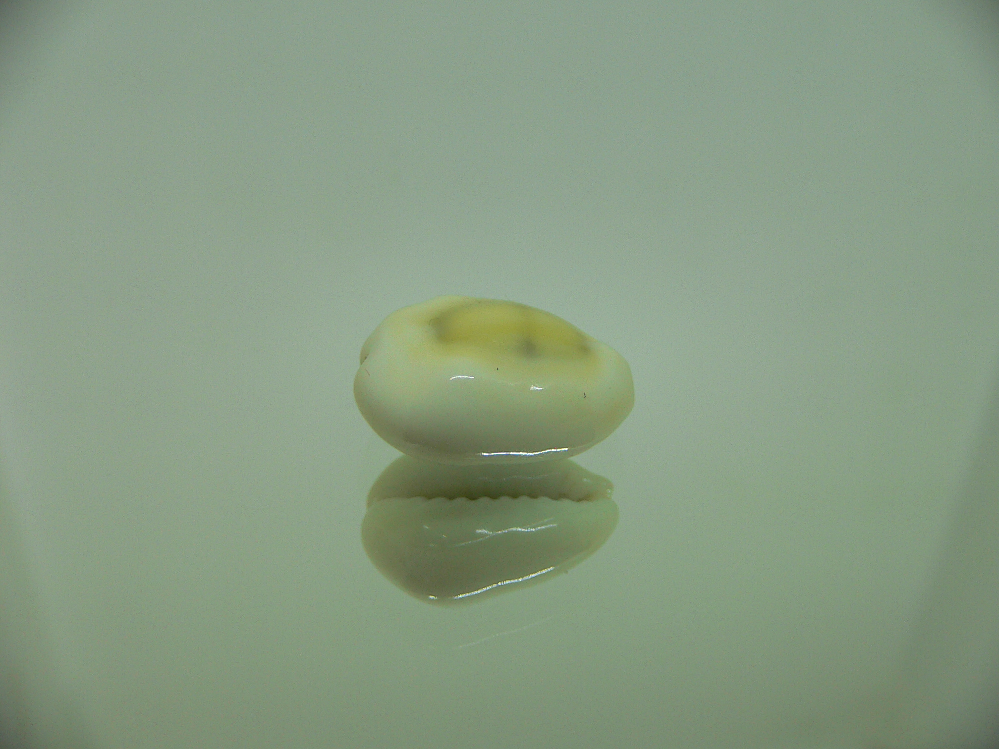 Cypraea moneta tuberculosa (var.)