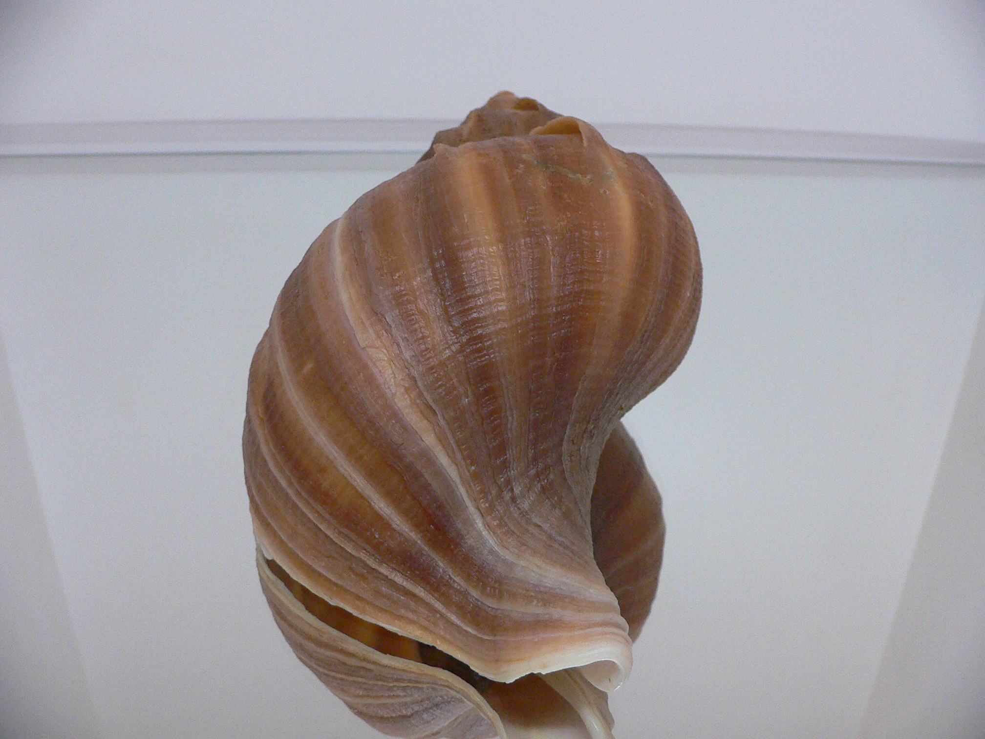 Neptunea constricta TERRACOT