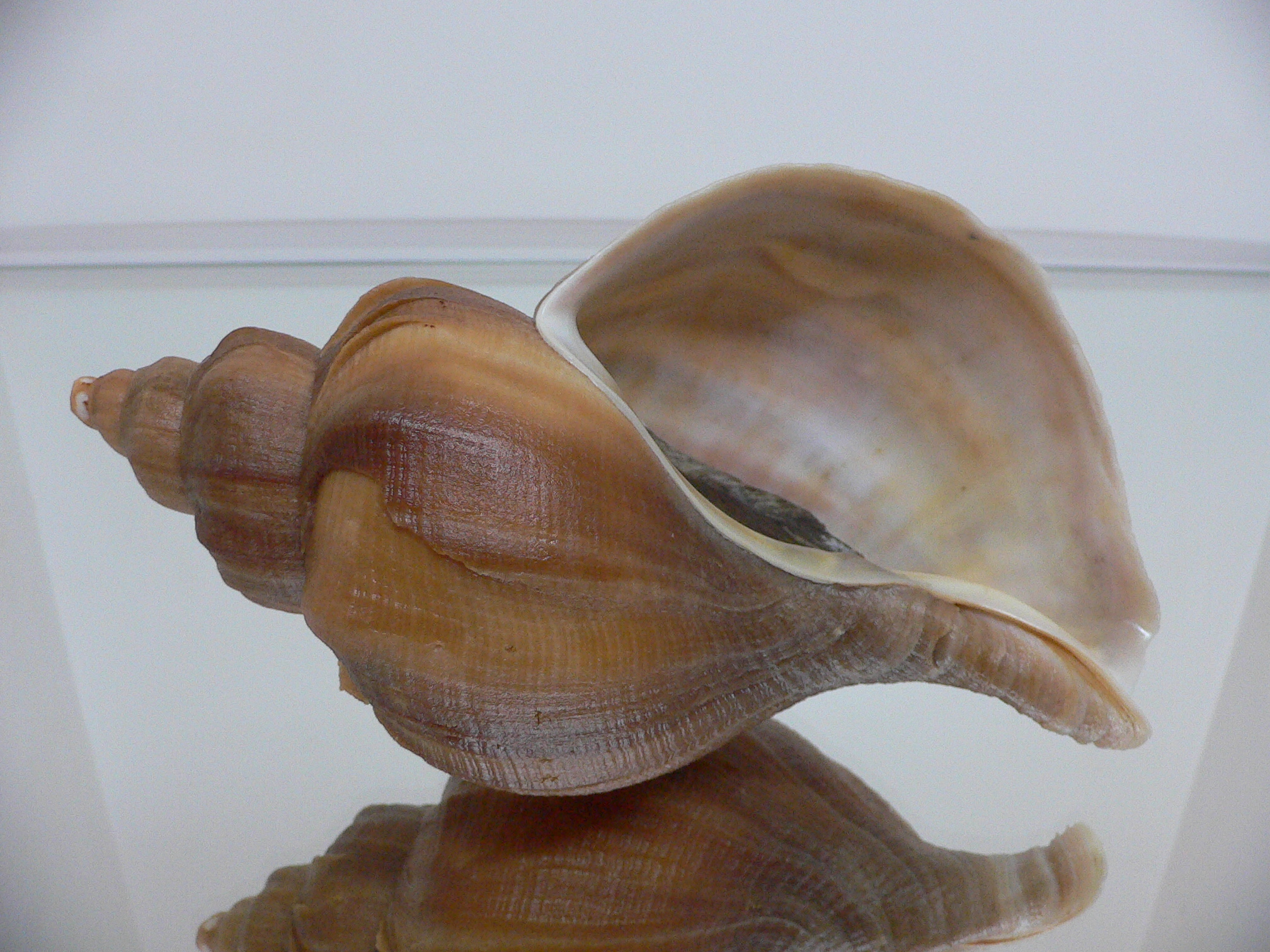 Neptunea constricta TERRACOT