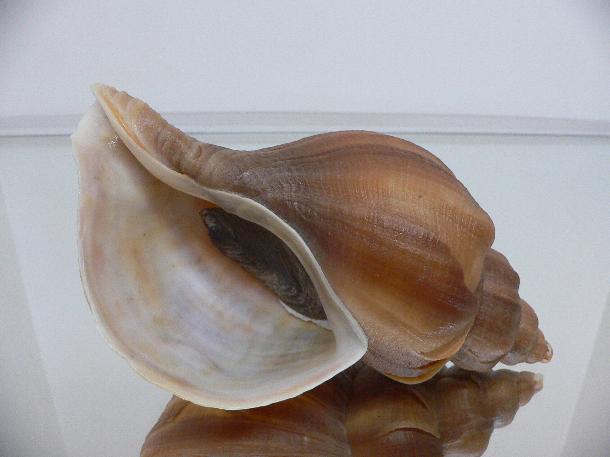 Neptunea constricta TERRACOT