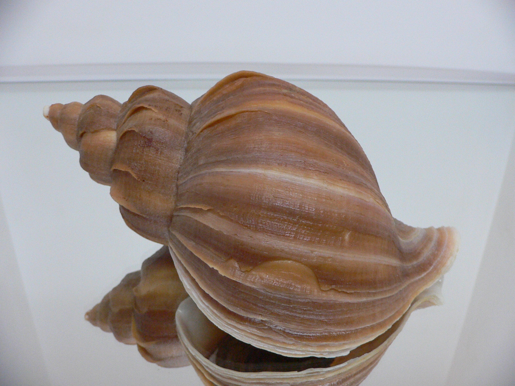 Neptunea constricta TERRACOT