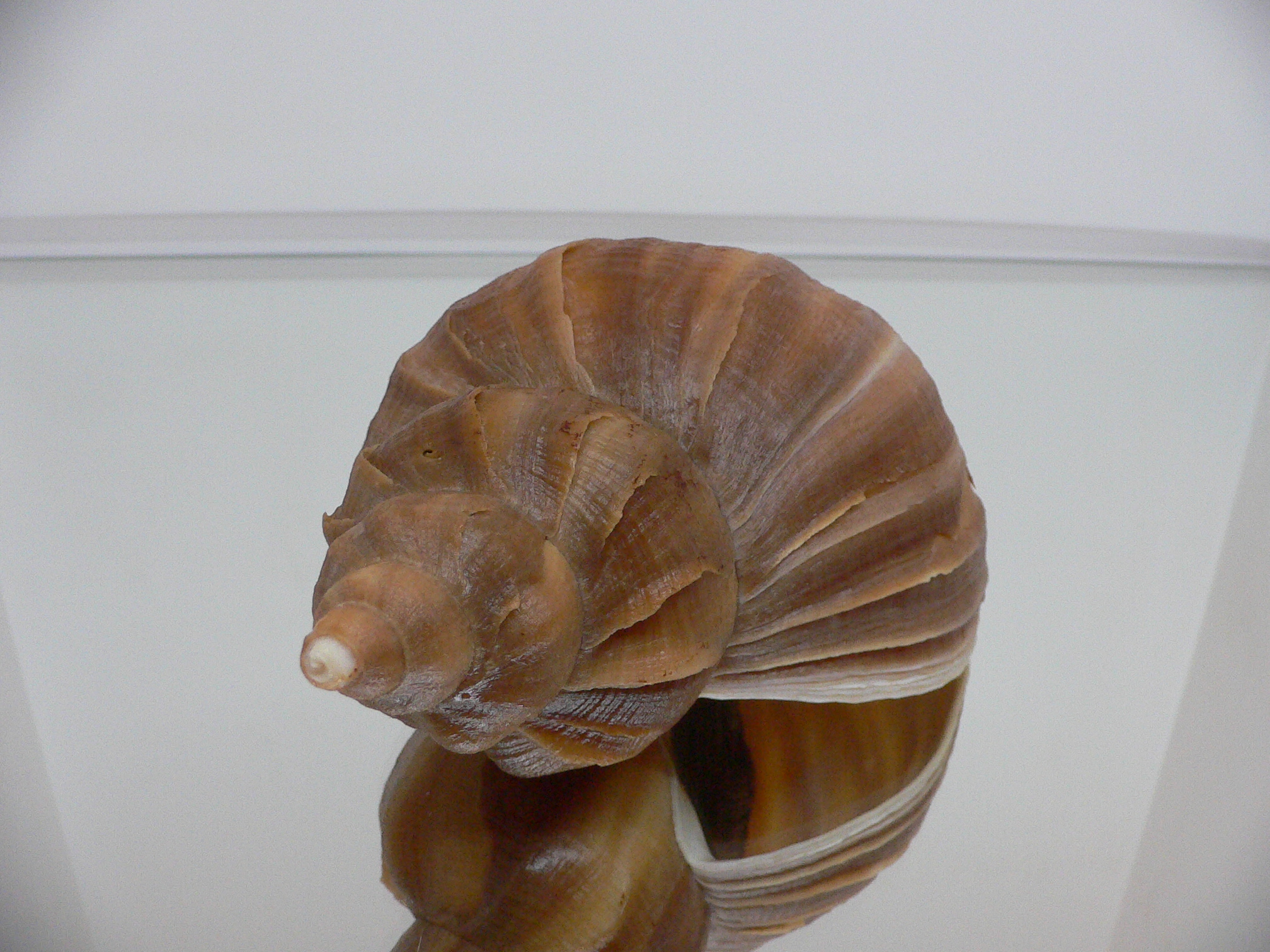 Neptunea constricta TERRACOT