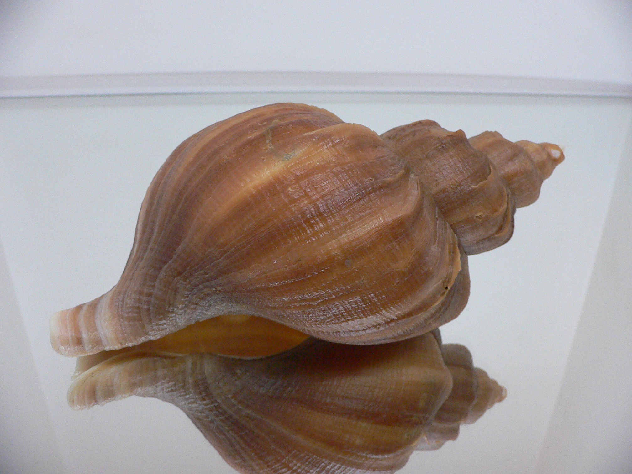 Neptunea constricta TERRACOT