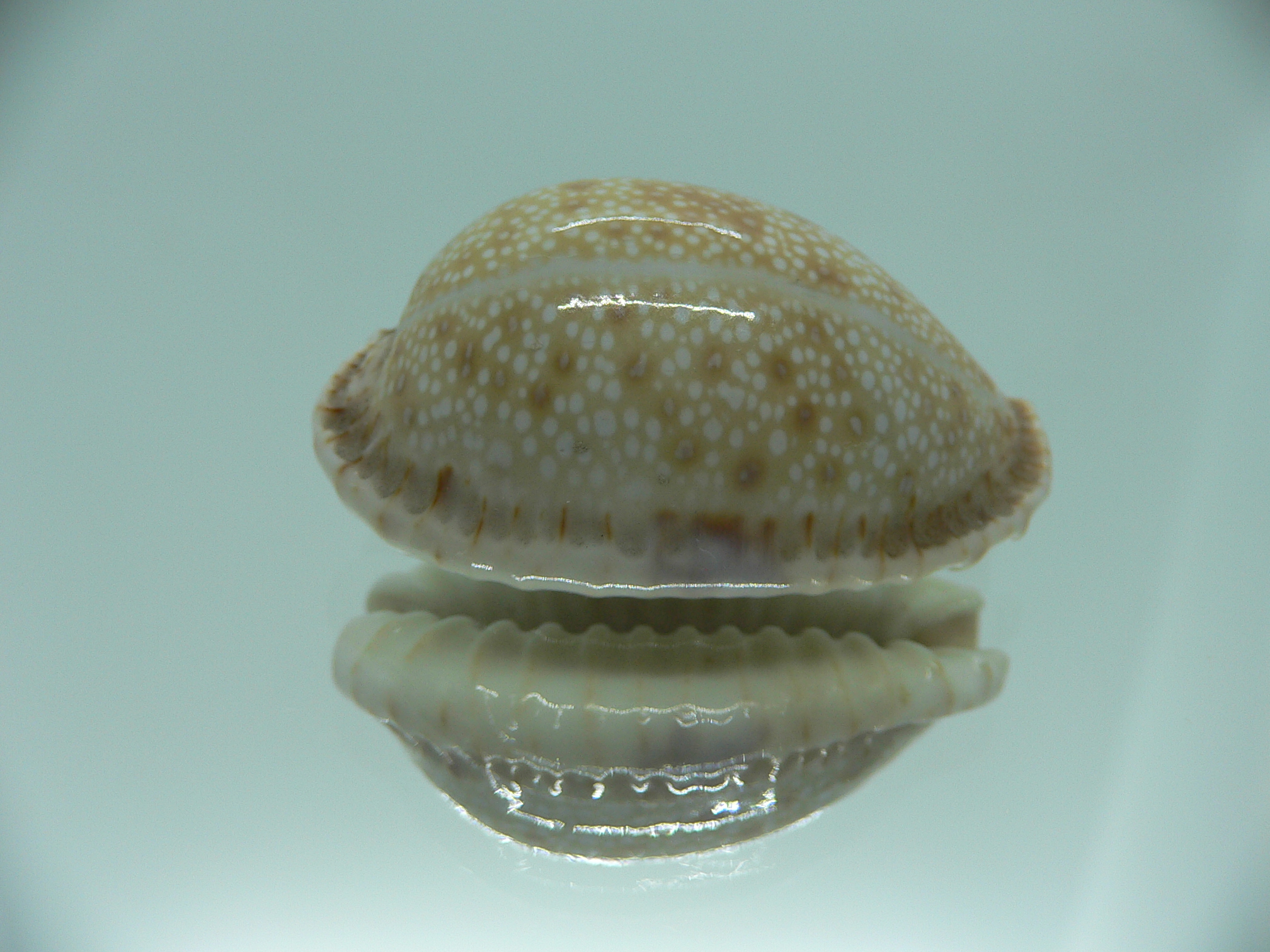 Cypraea erosa erosa IDEAL & OLIVA COLOR