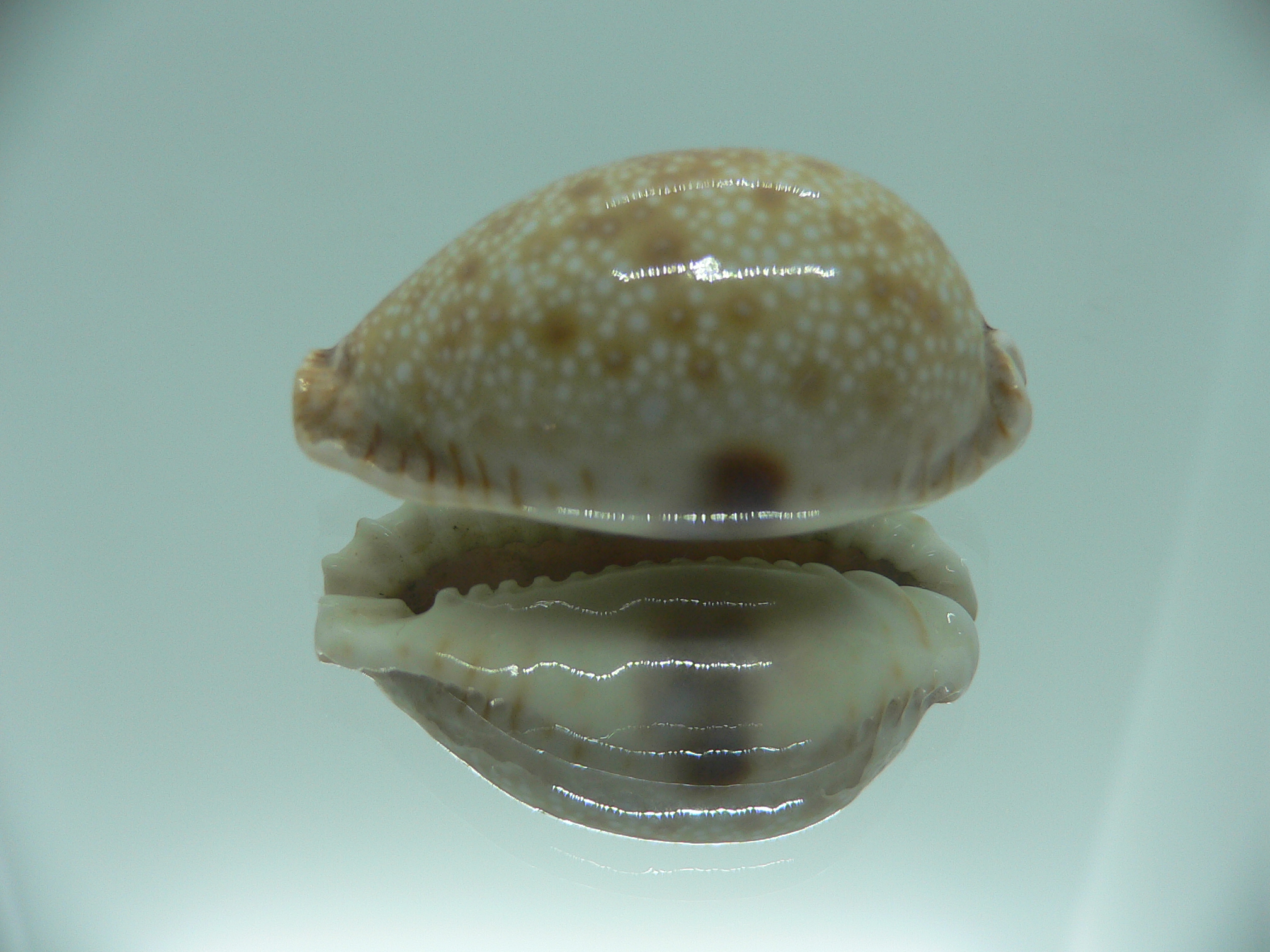 Cypraea erosa erosa IDEAL & OLIVA COLOR