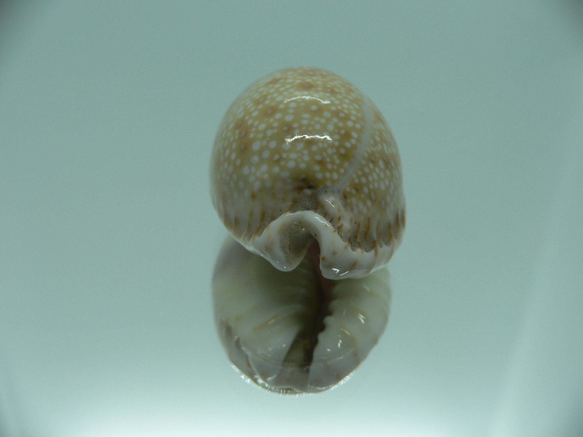 Cypraea erosa erosa IDEAL & OLIVA COLOR