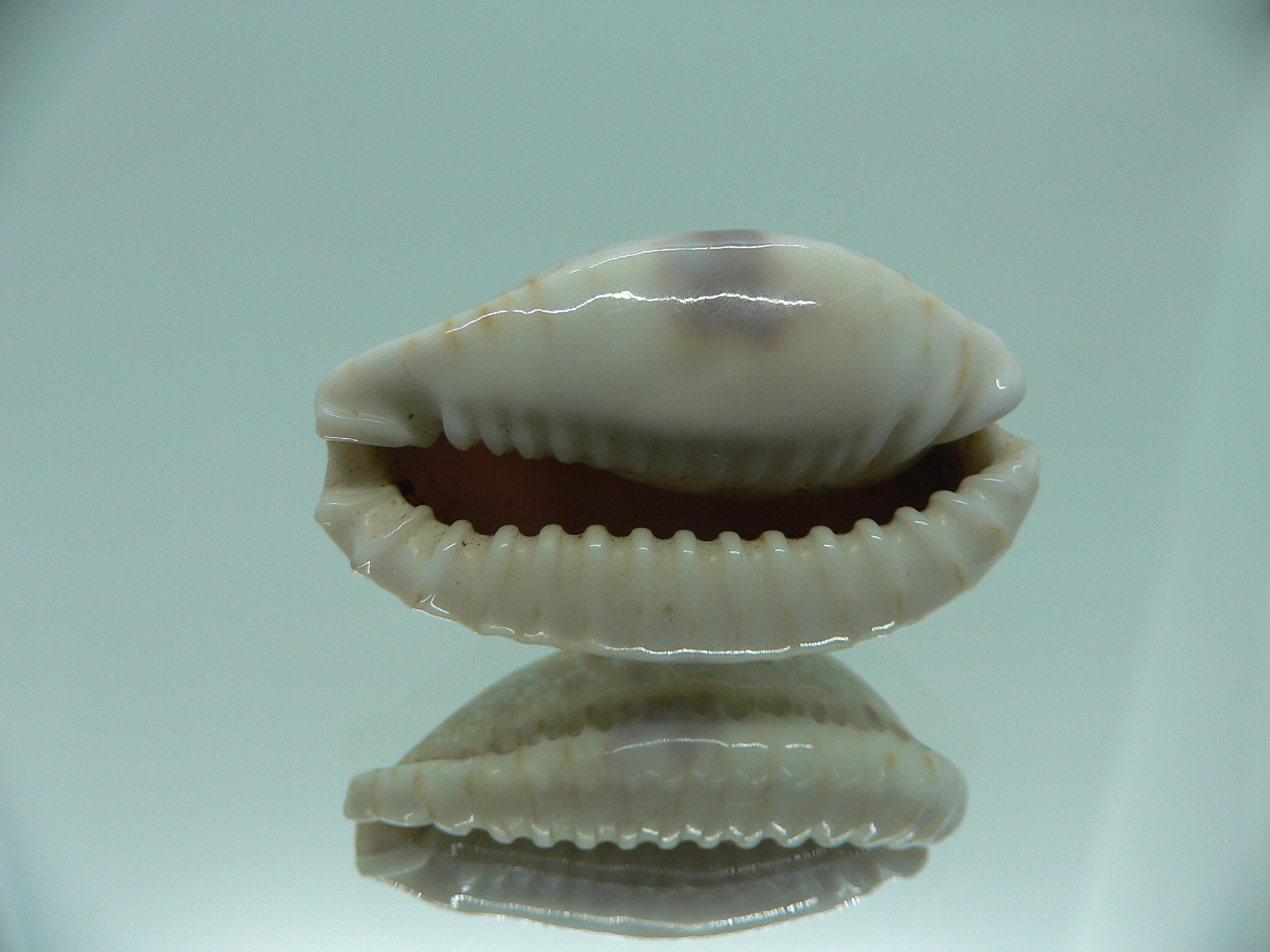 Cypraea erosa erosa IDEAL & OLIVA COLOR