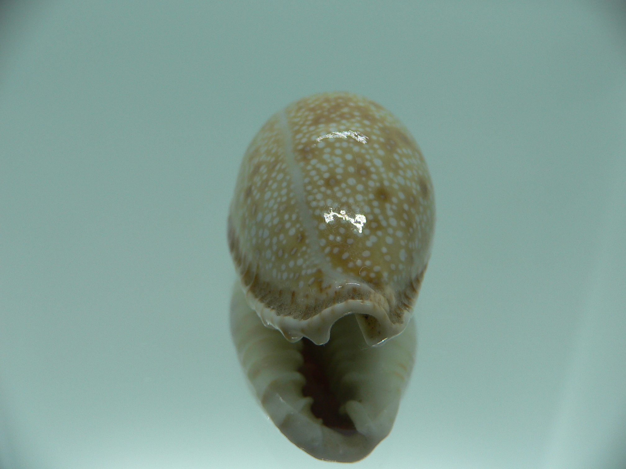 Cypraea erosa erosa IDEAL & OLIVA COLOR