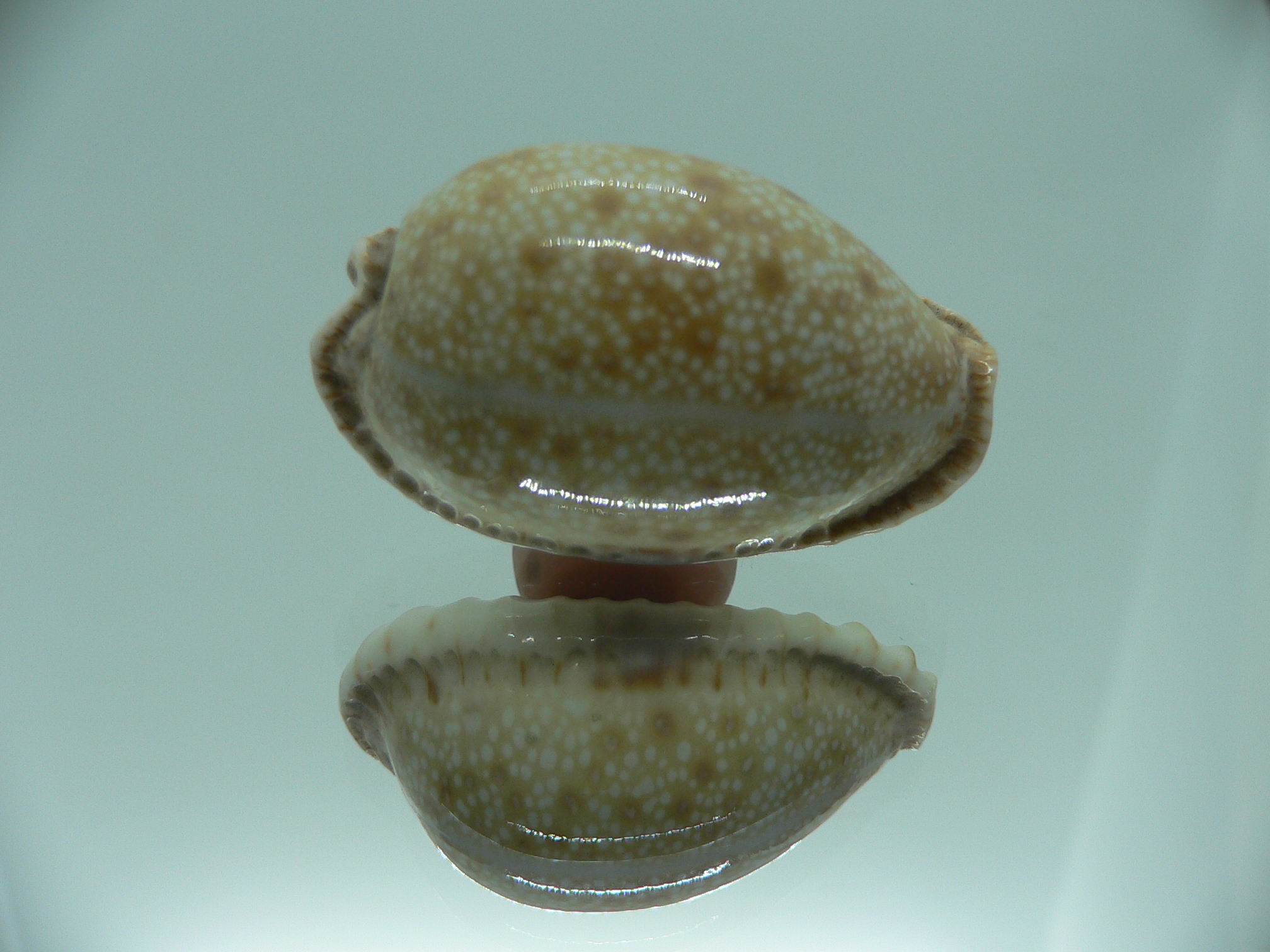 Cypraea erosa erosa IDEAL & OLIVA COLOR