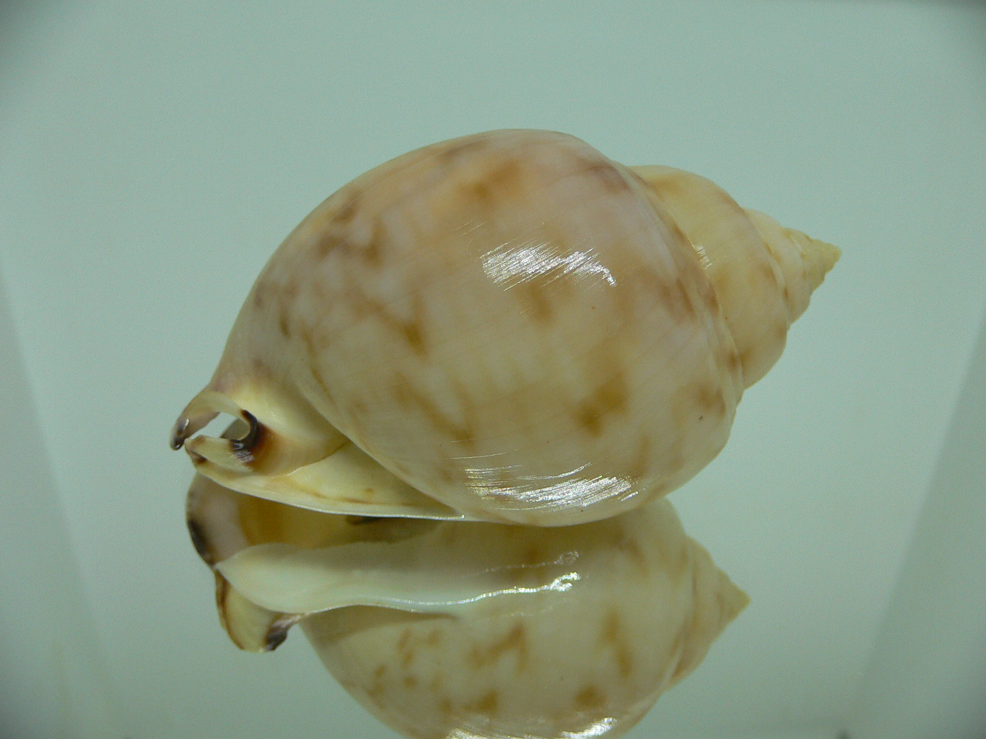 Semicassis inornata GIANT