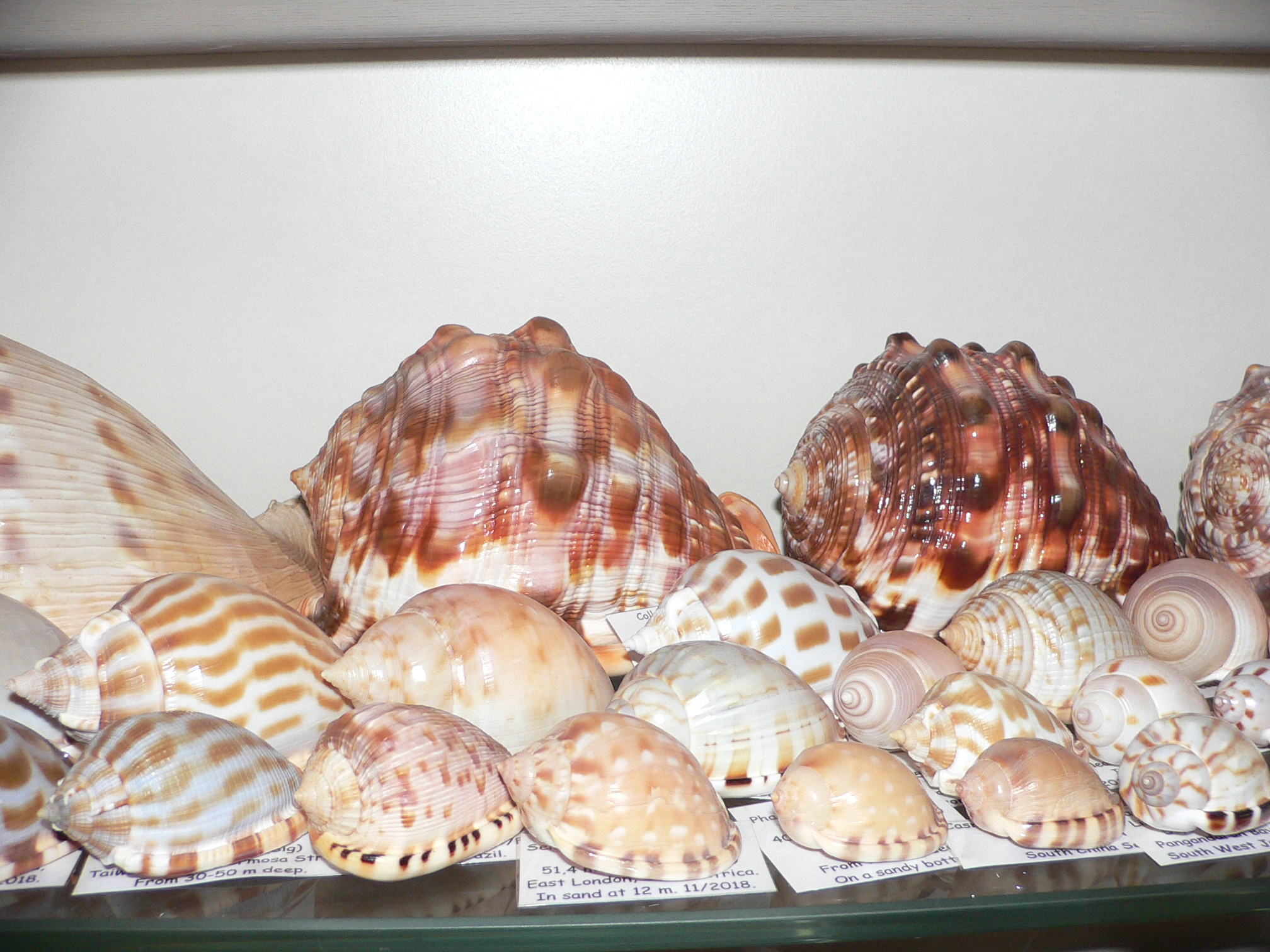 Semicassis inornata GIANT