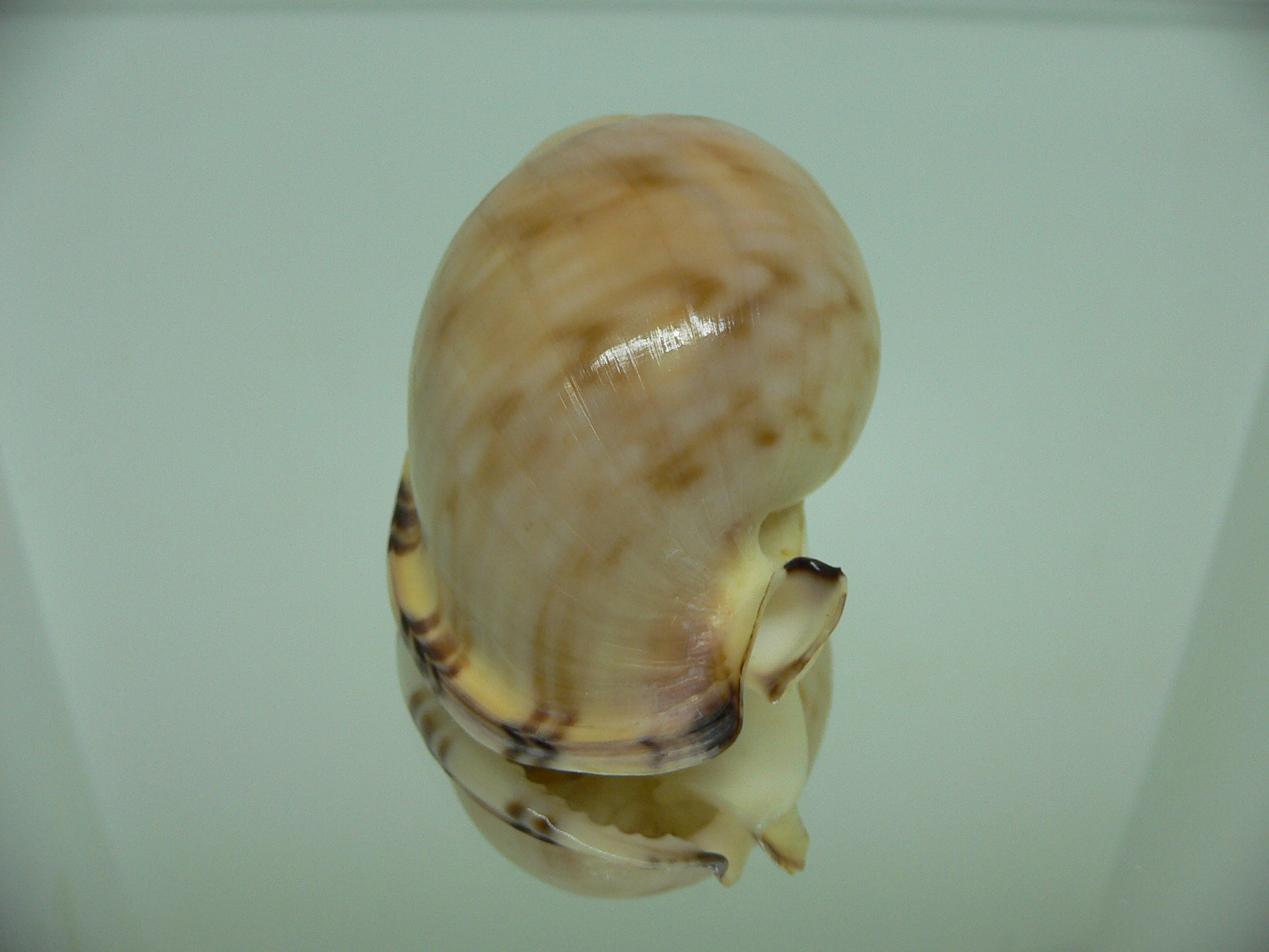 Semicassis inornata GIANT