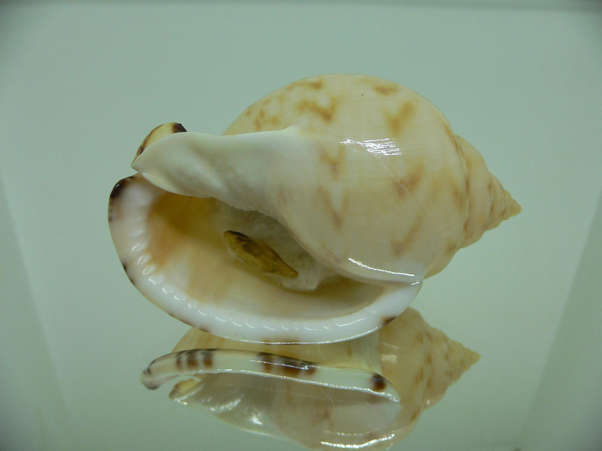 Semicassis inornata GIANT