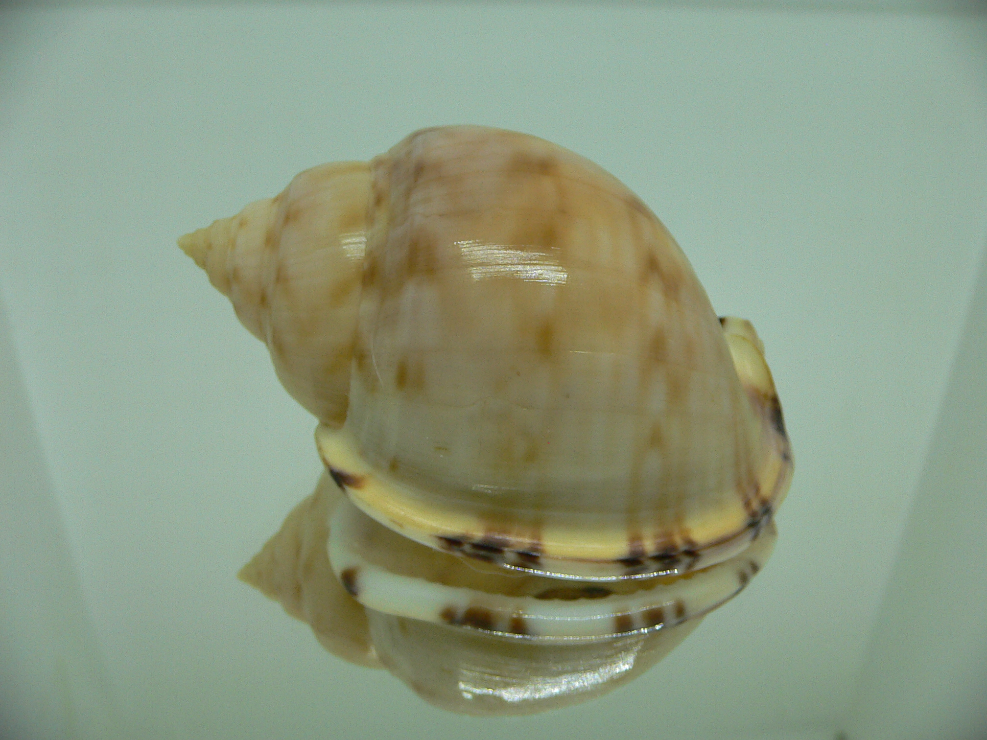 Semicassis inornata GIANT