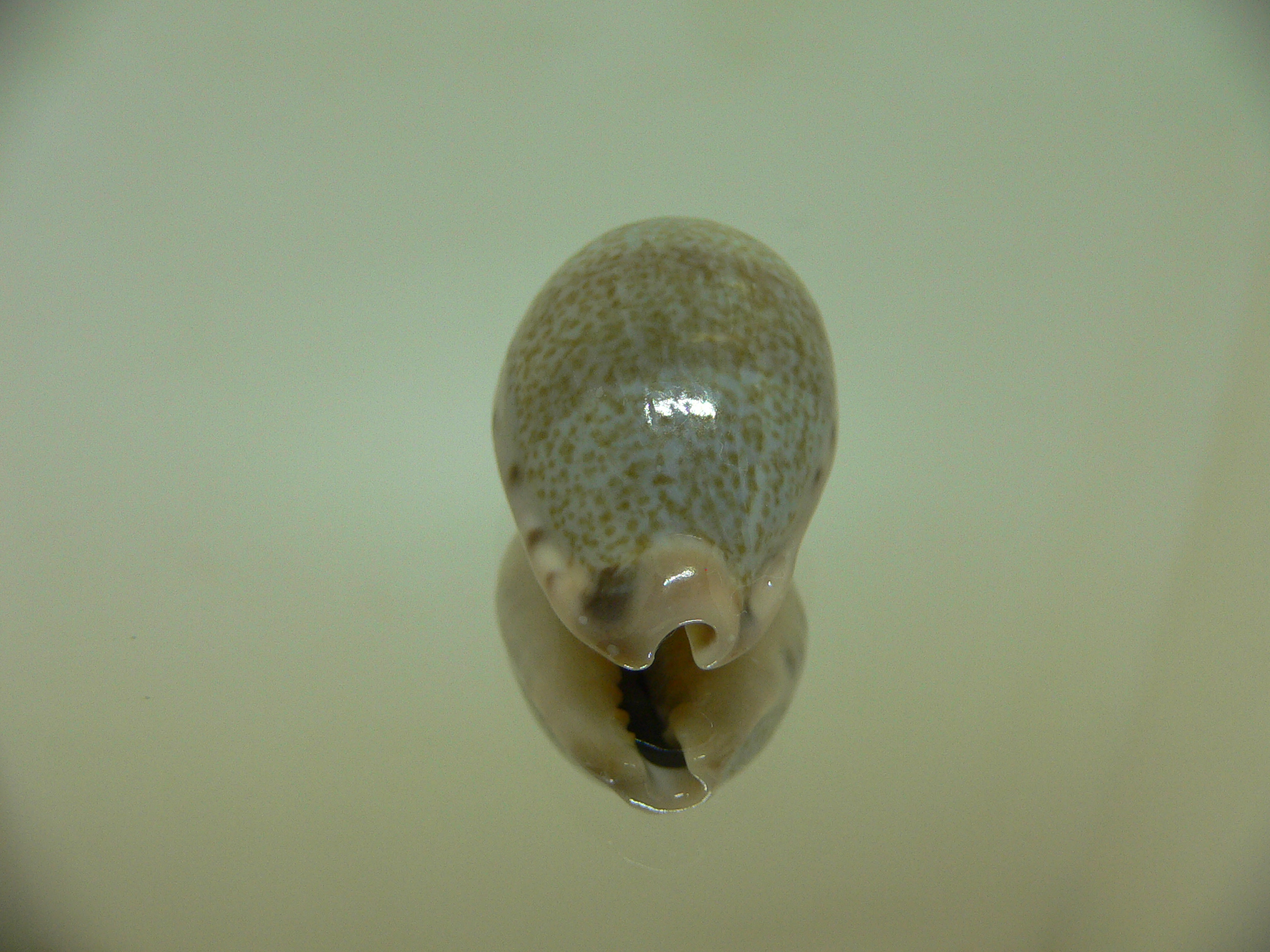 Cypraea xanthodon IDEAL