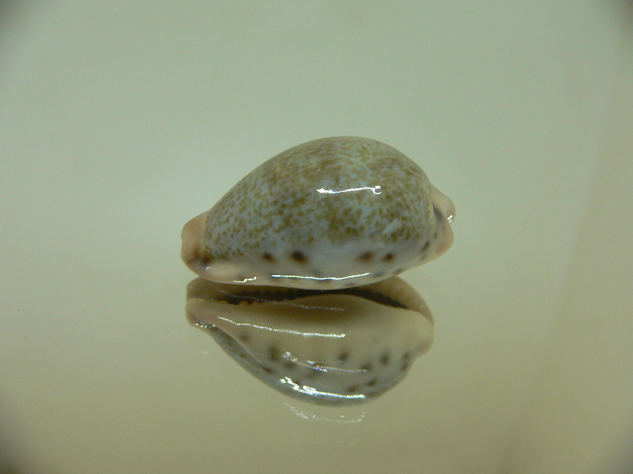 Cypraea xanthodon IDEAL