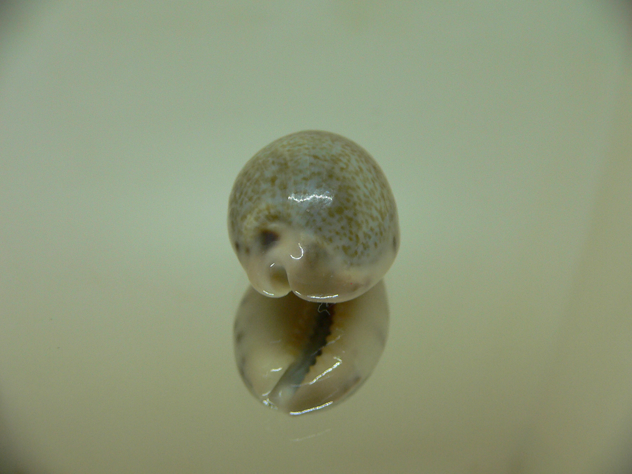 Cypraea xanthodon IDEAL