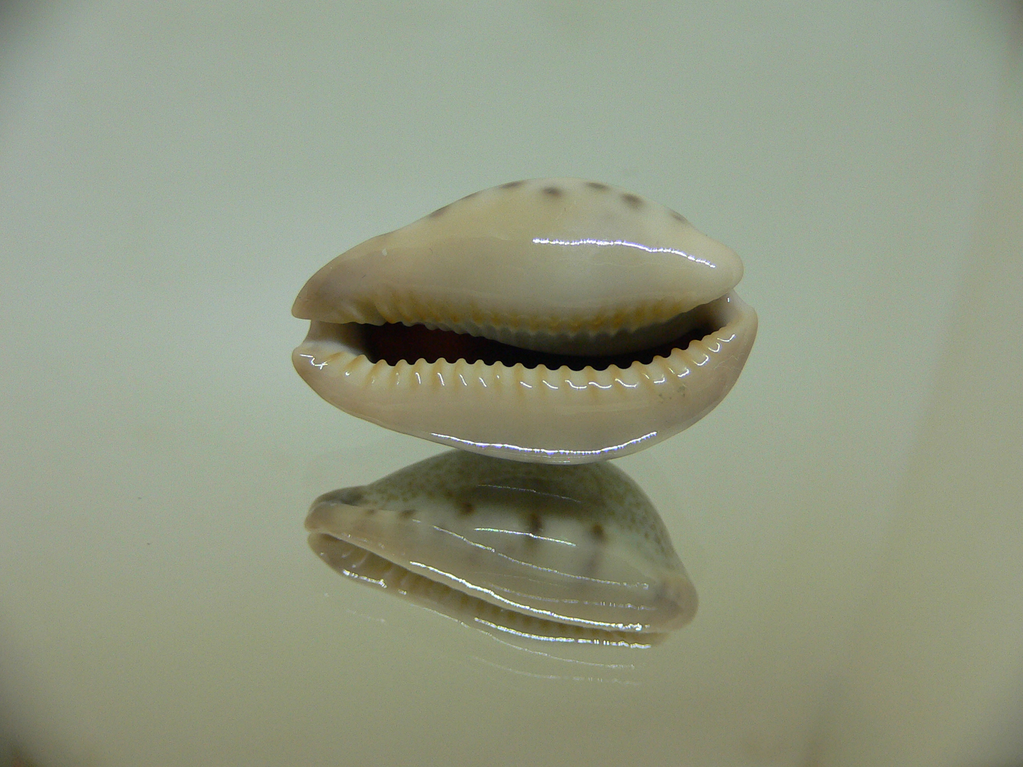 Cypraea xanthodon IDEAL