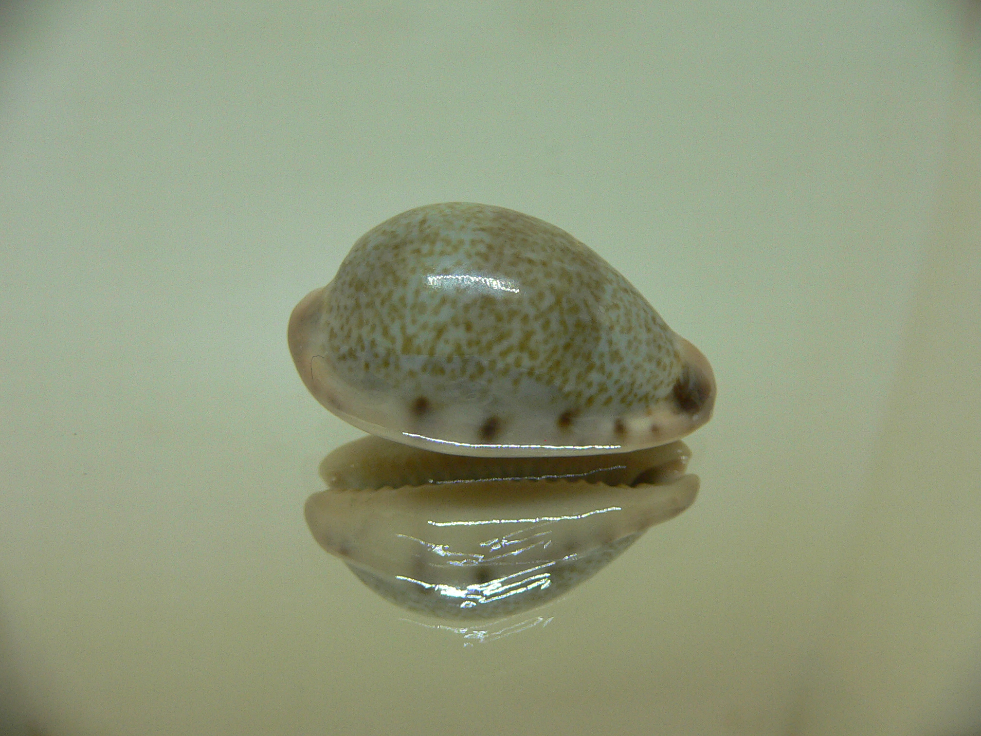 Cypraea xanthodon IDEAL