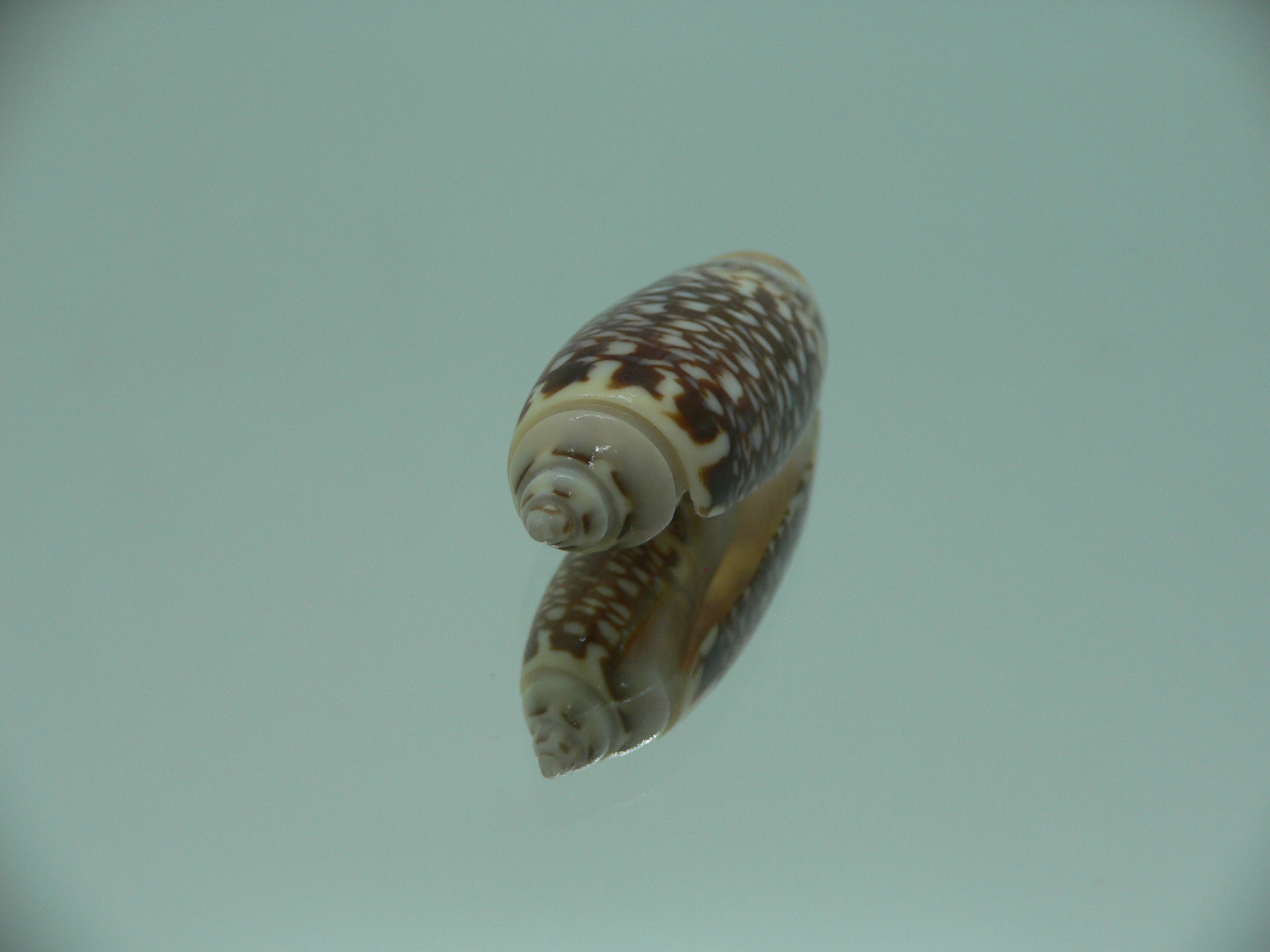 Agaronia gibbosa elongata (var.)