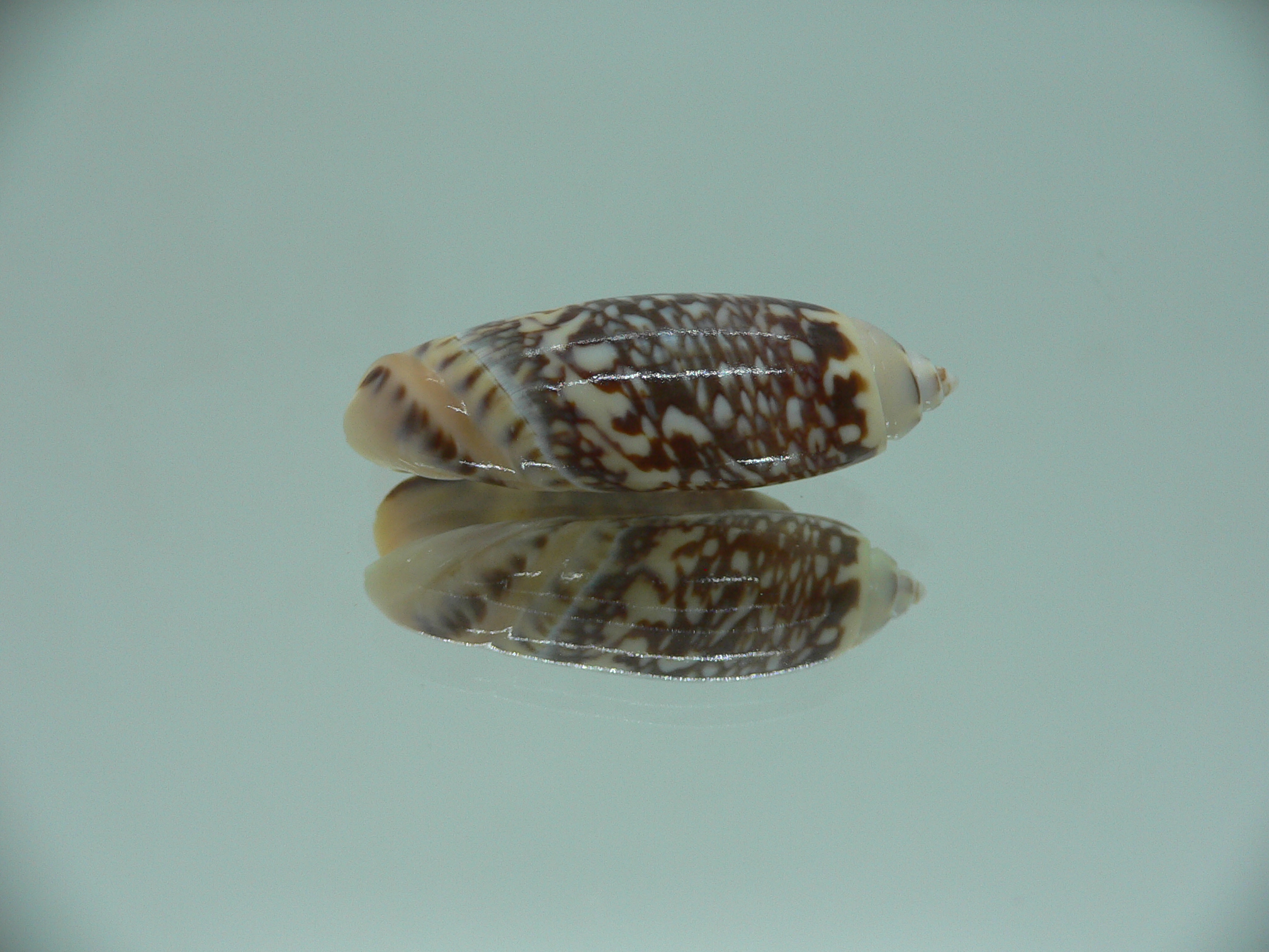 Agaronia gibbosa elongata (var.)