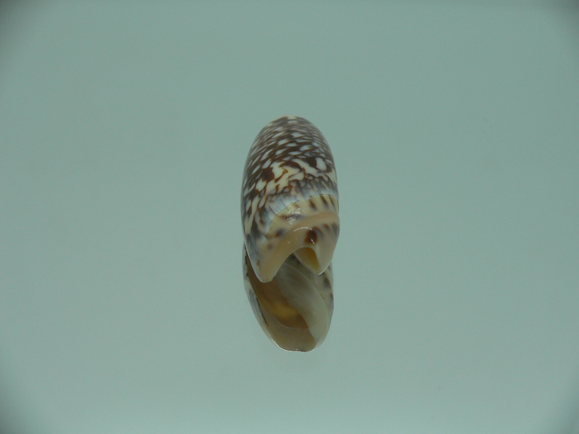Agaronia gibbosa elongata (var.)