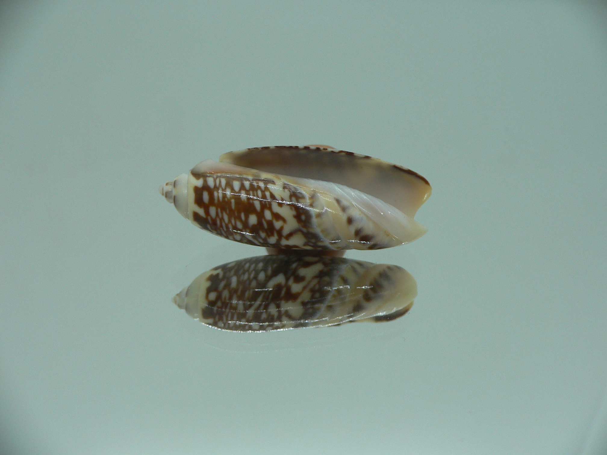 Agaronia gibbosa elongata (var.)