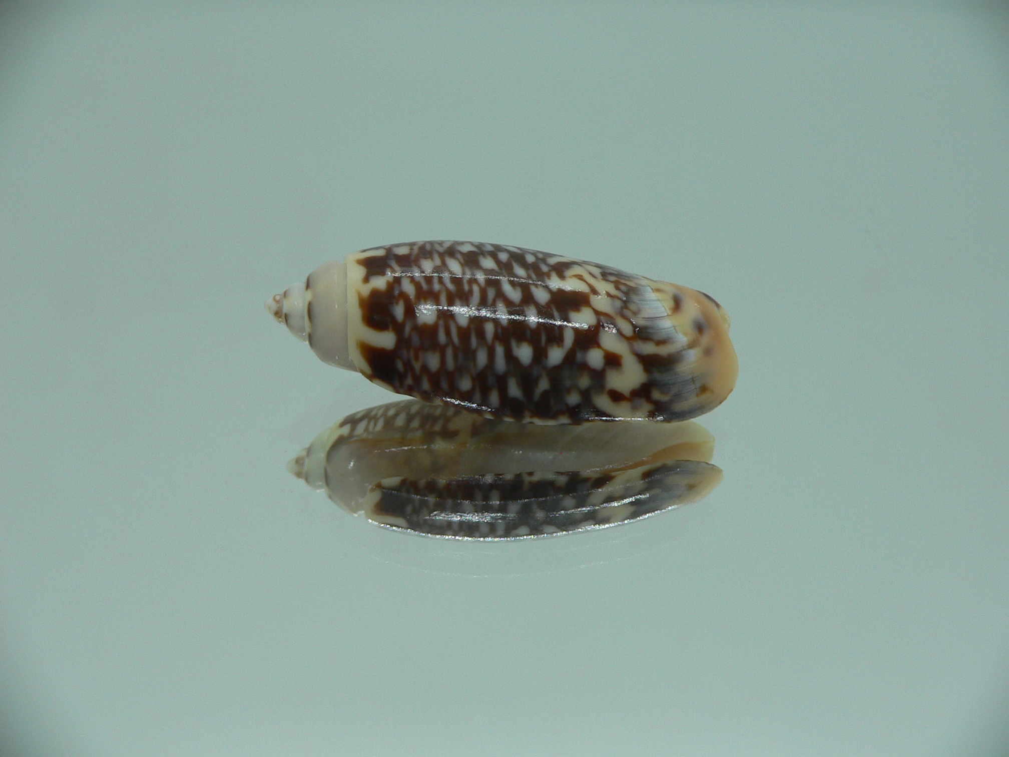 Agaronia gibbosa elongata (var.)