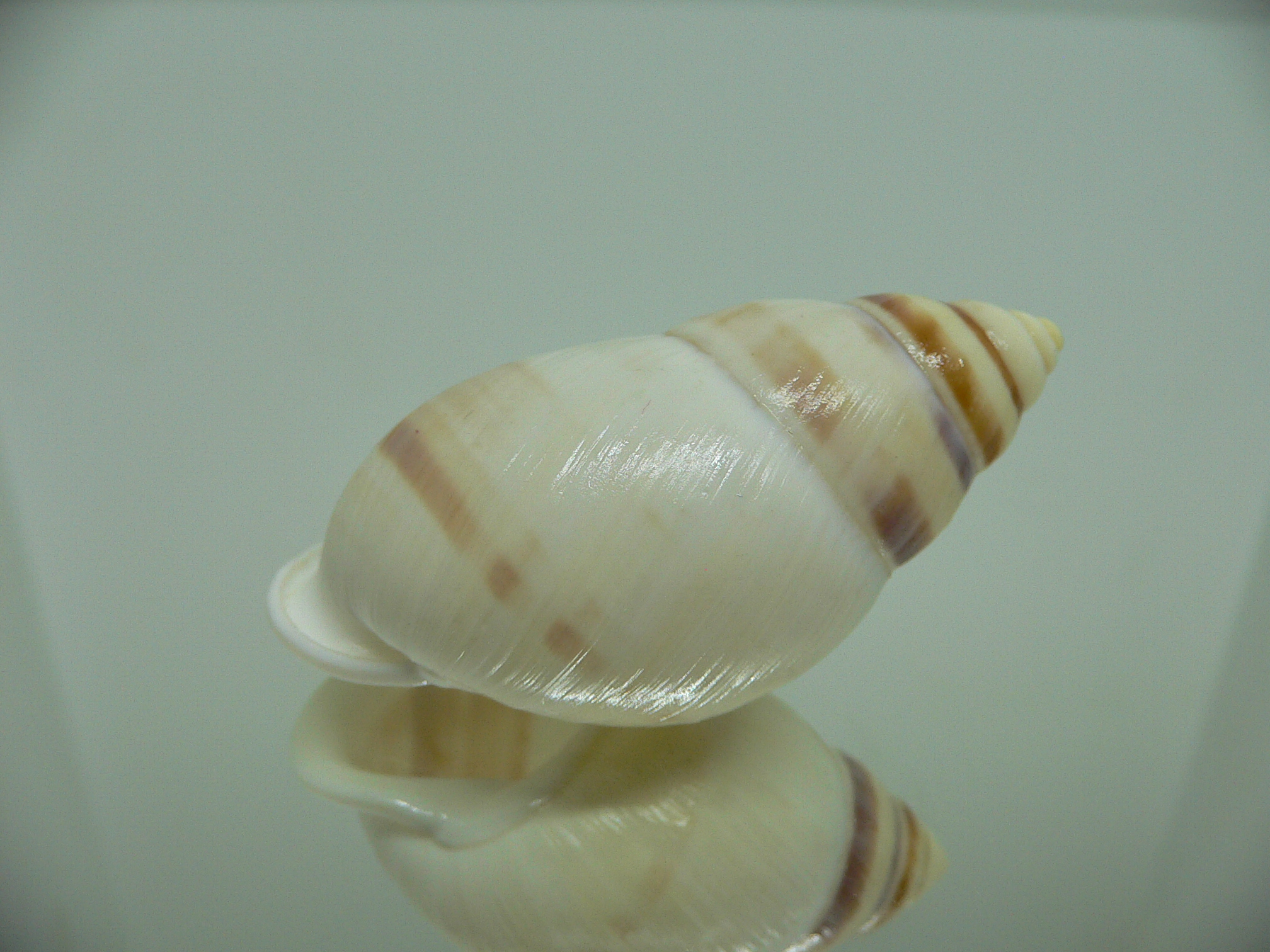 Amphidromus heerianus heerianus ELONGATE & RELIEF