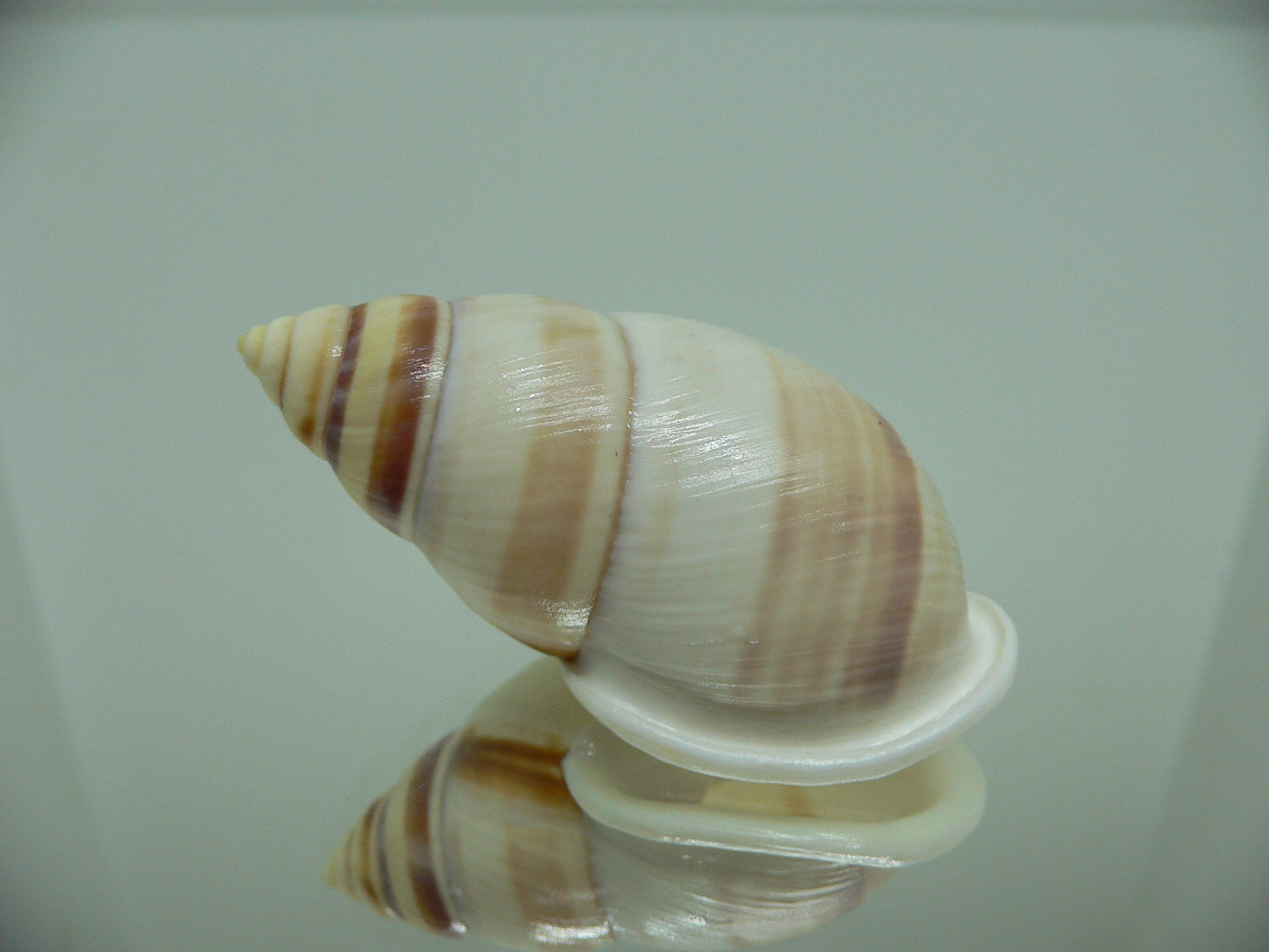 Amphidromus heerianus heerianus ELONGATE & RELIEF