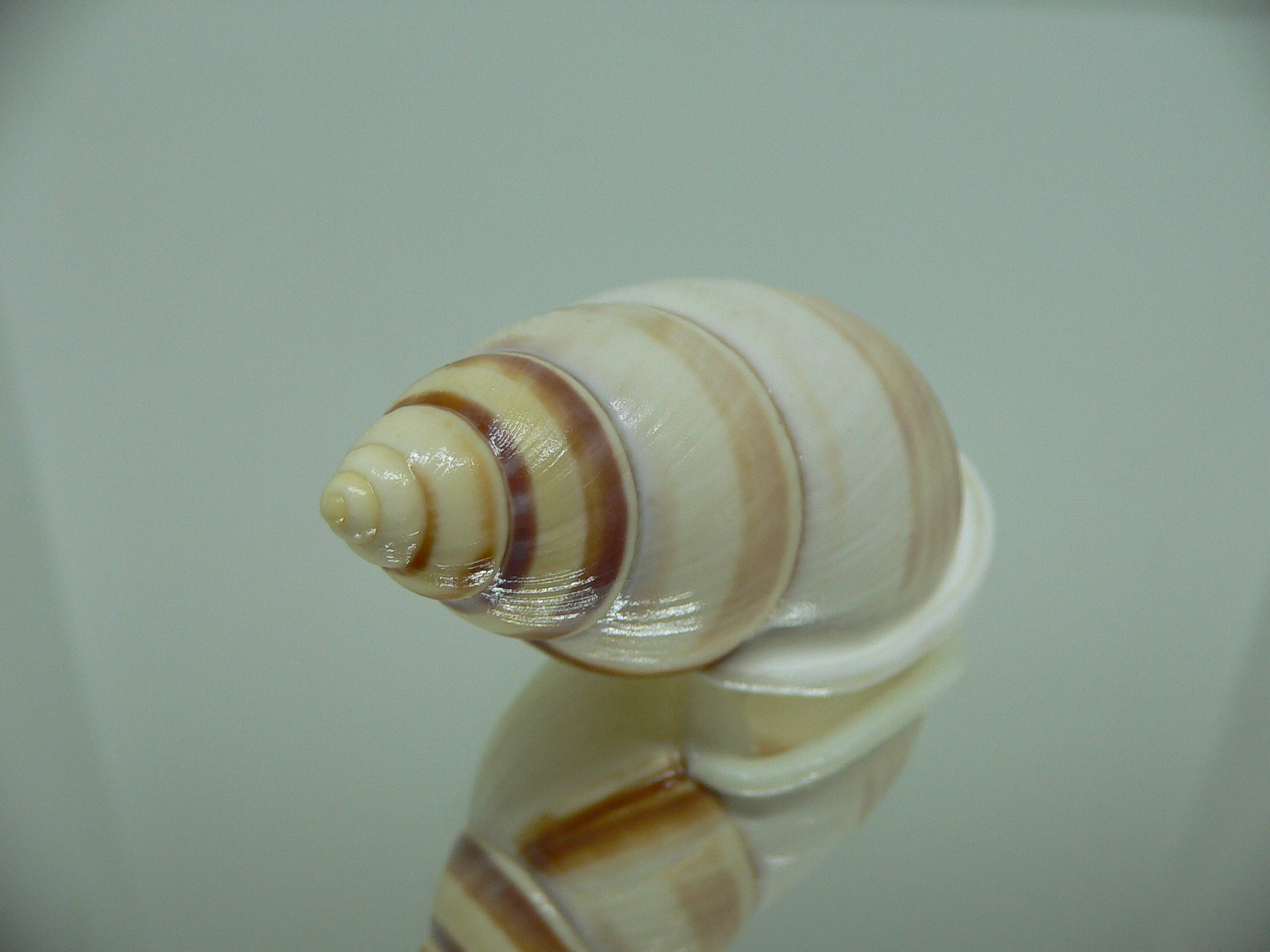 Amphidromus heerianus heerianus ELONGATE & RELIEF