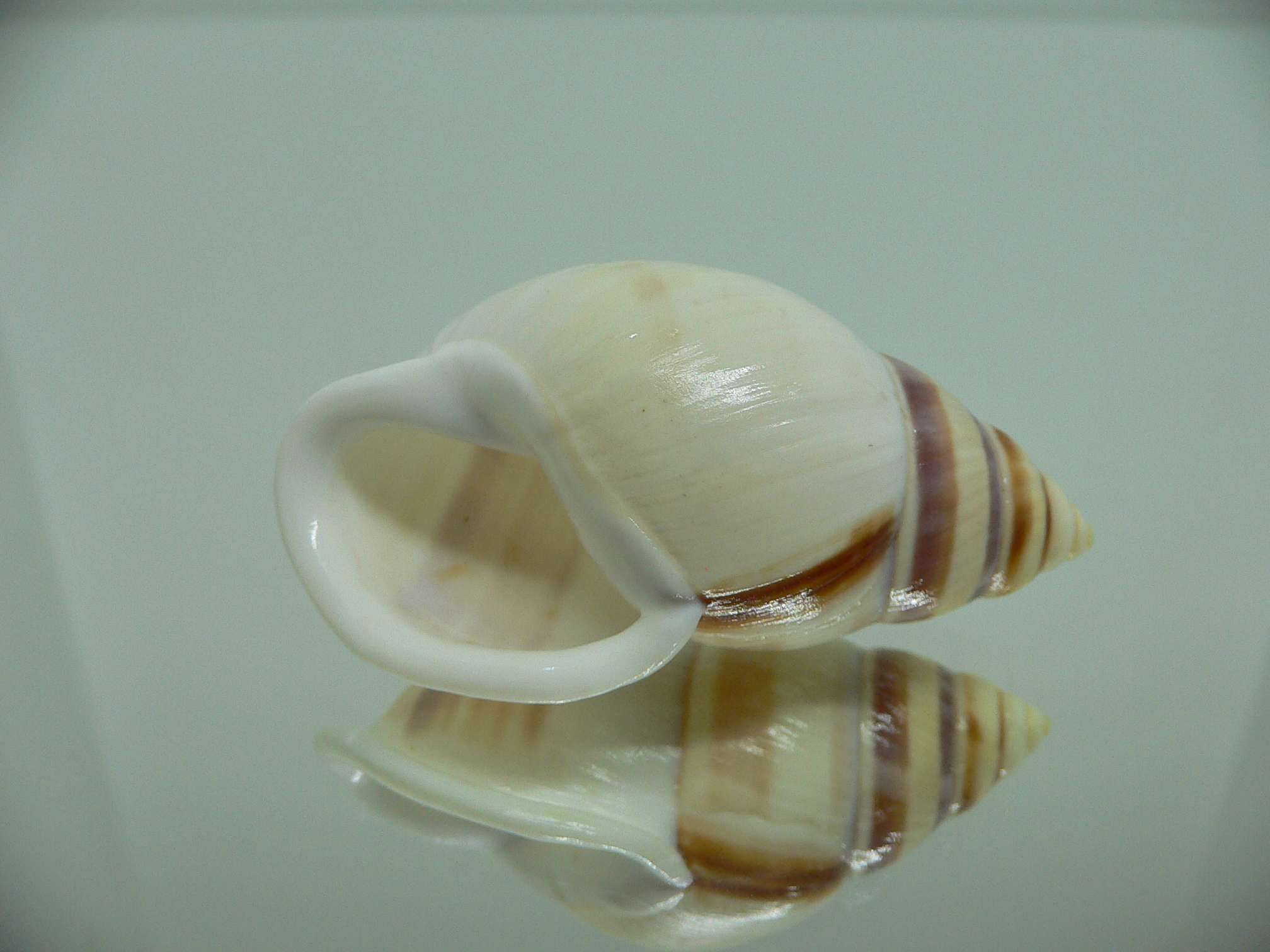 Amphidromus heerianus heerianus ELONGATE & RELIEF