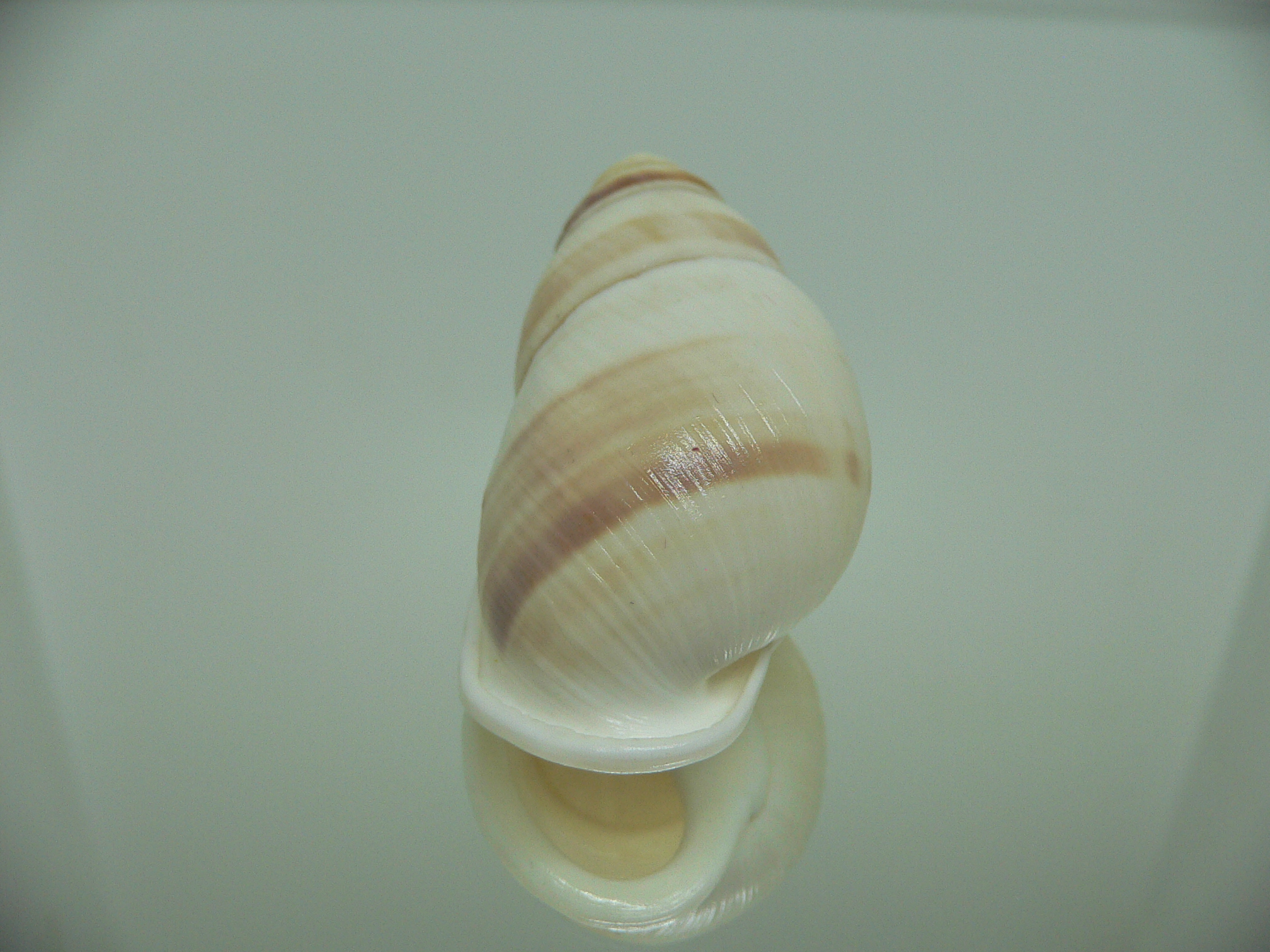 Amphidromus heerianus heerianus ELONGATE & RELIEF