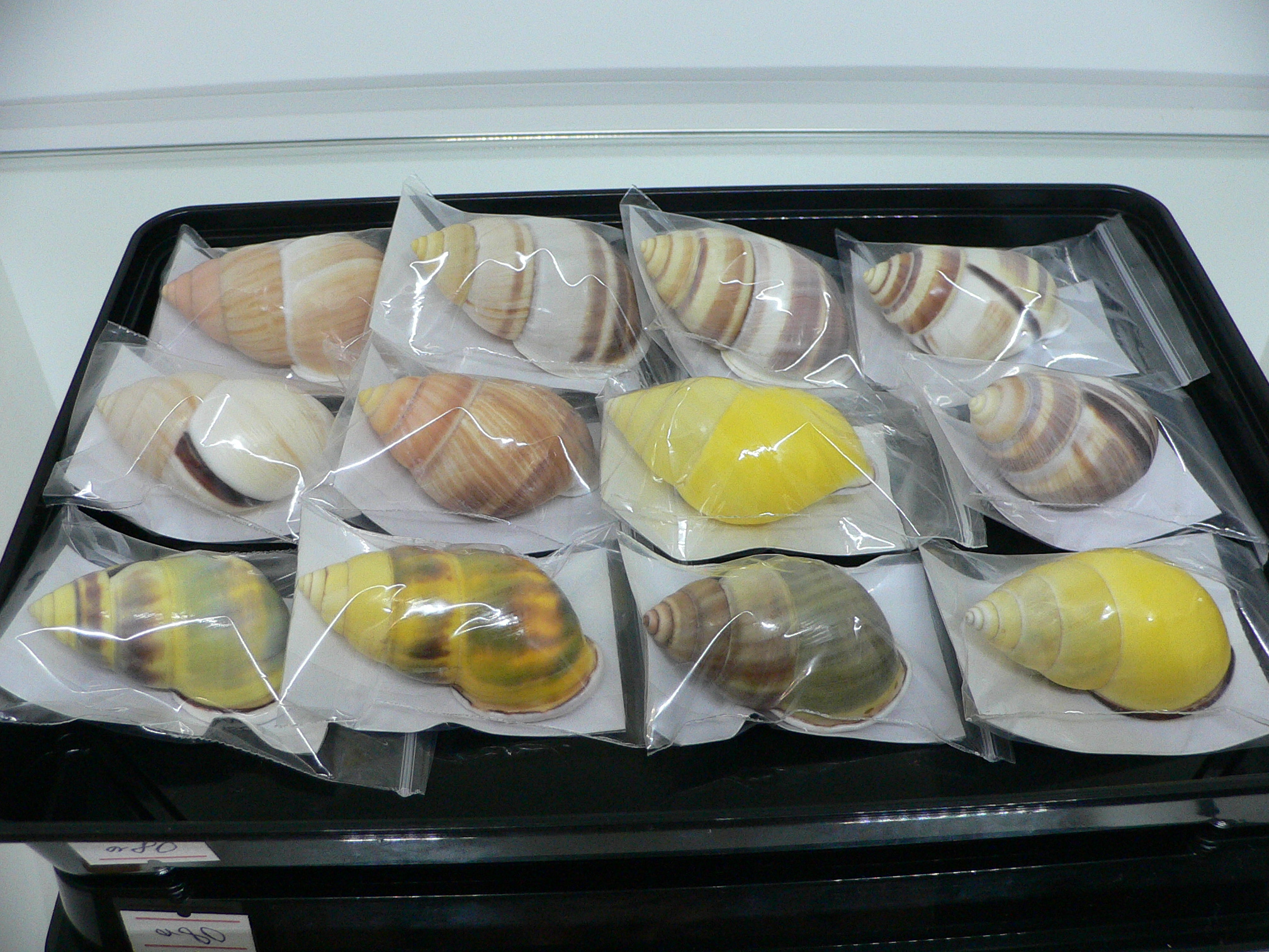 Amphidromus heerianus heerianus ELONGATE & RELIEF