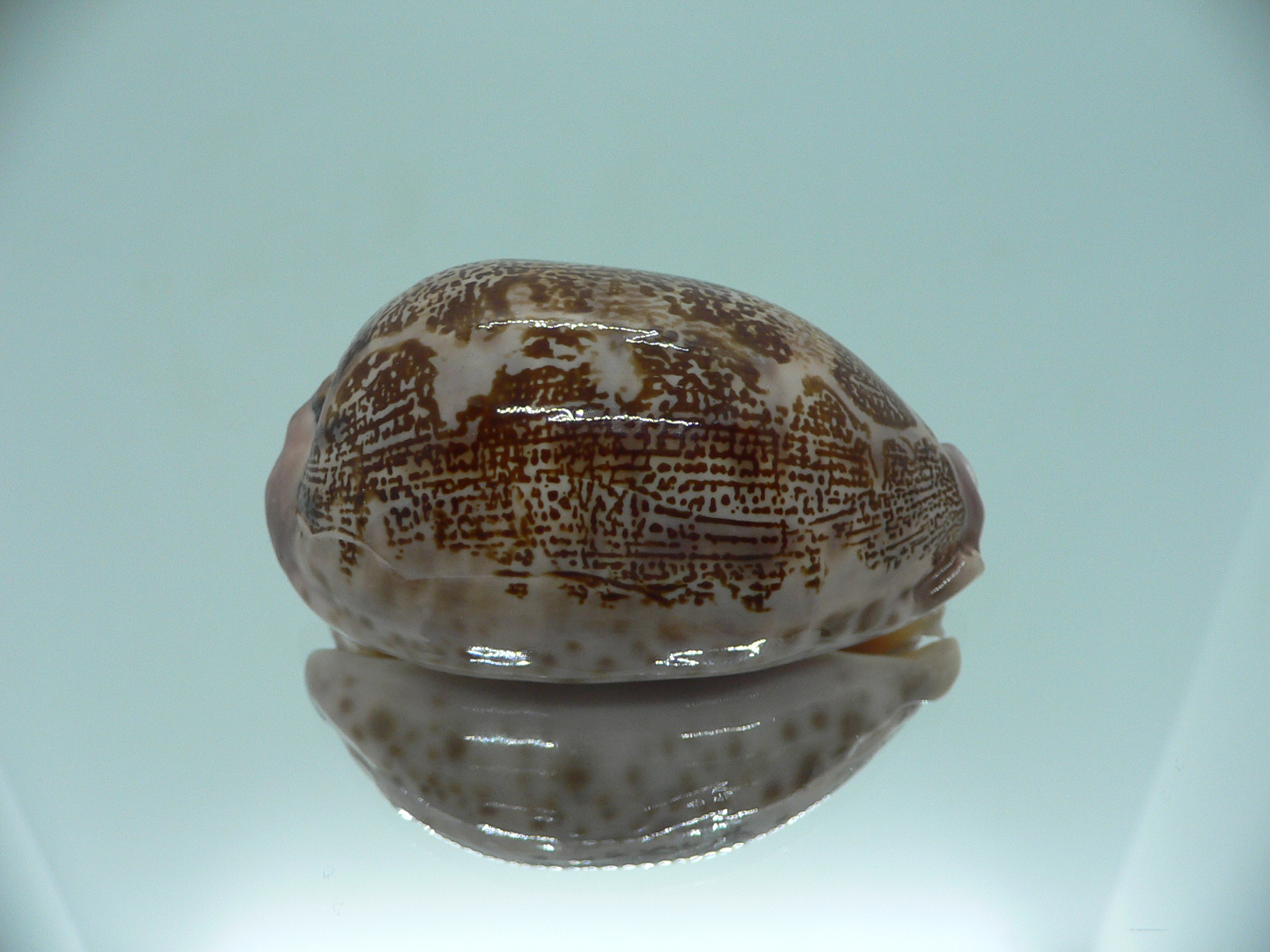 Cypraea rosea aliwalensis RARE IDEAL