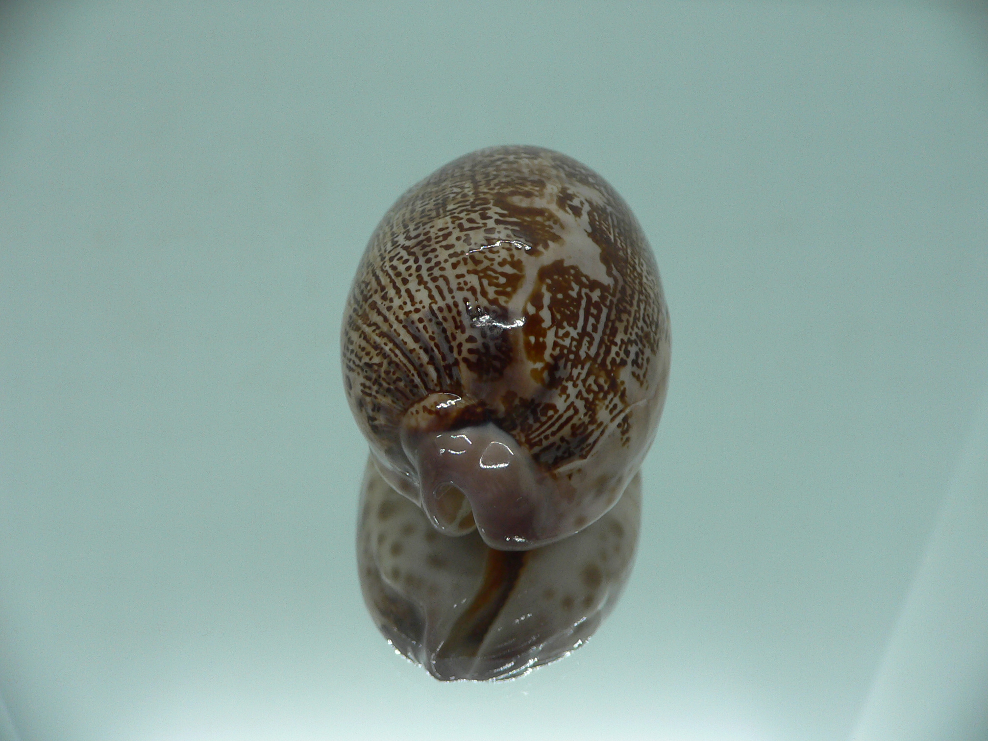 Cypraea rosea aliwalensis RARE IDEAL