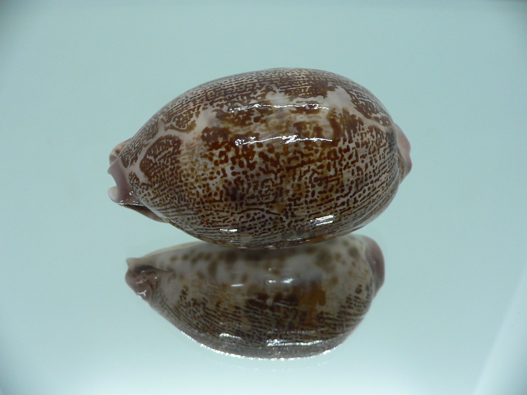 Cypraea rosea aliwalensis RARE IDEAL