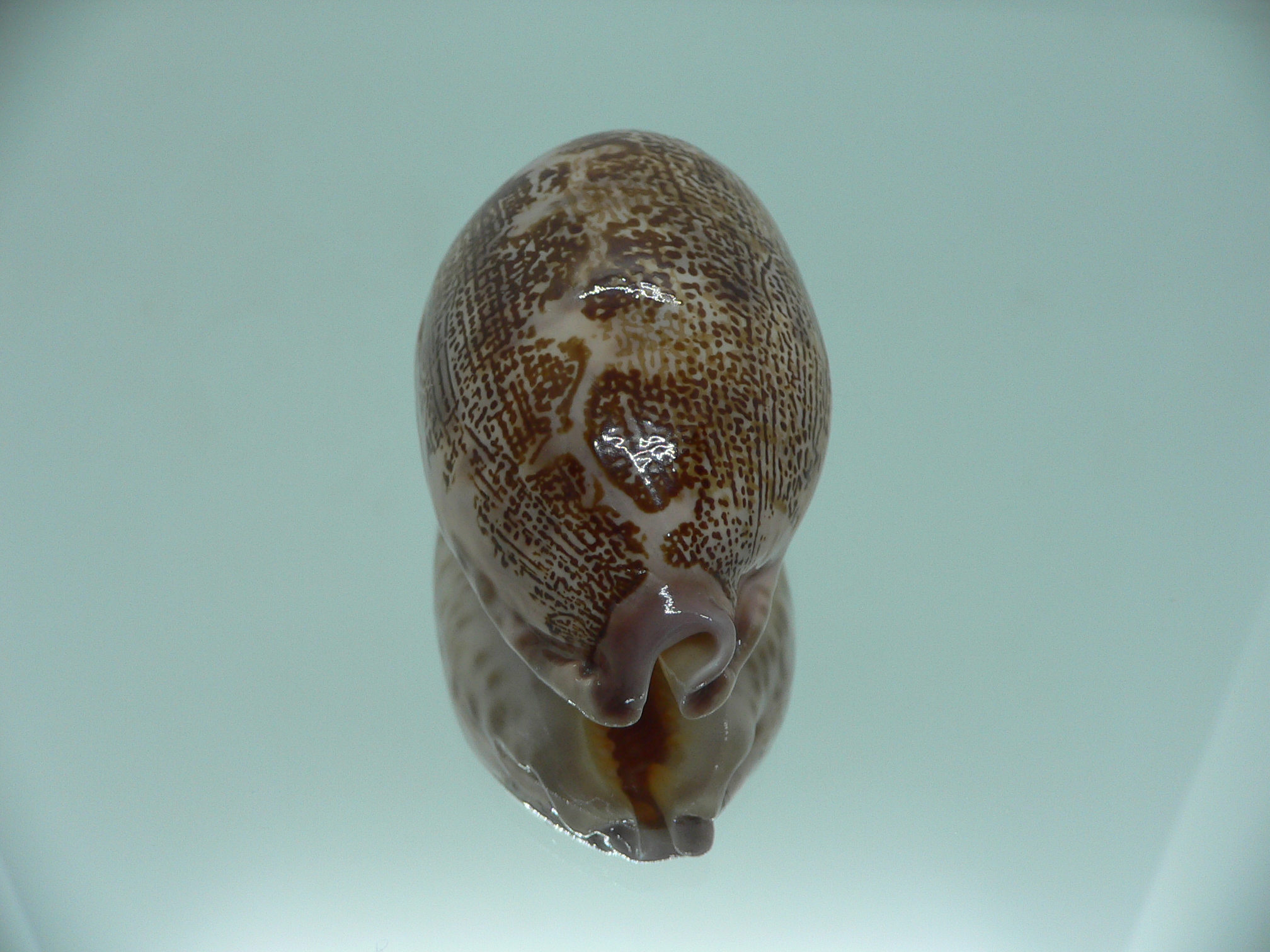Cypraea rosea aliwalensis RARE IDEAL