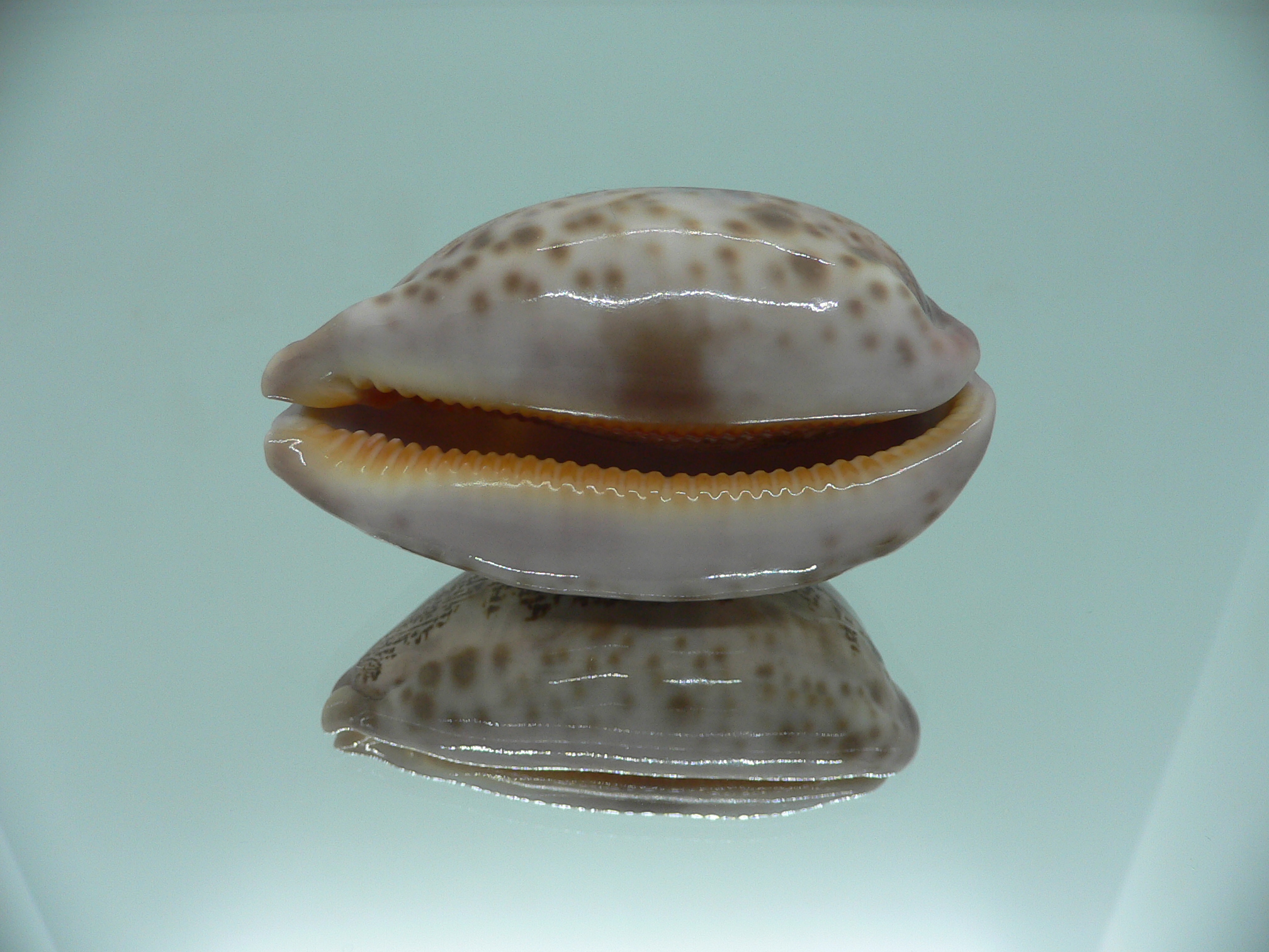 Cypraea rosea aliwalensis RARE IDEAL