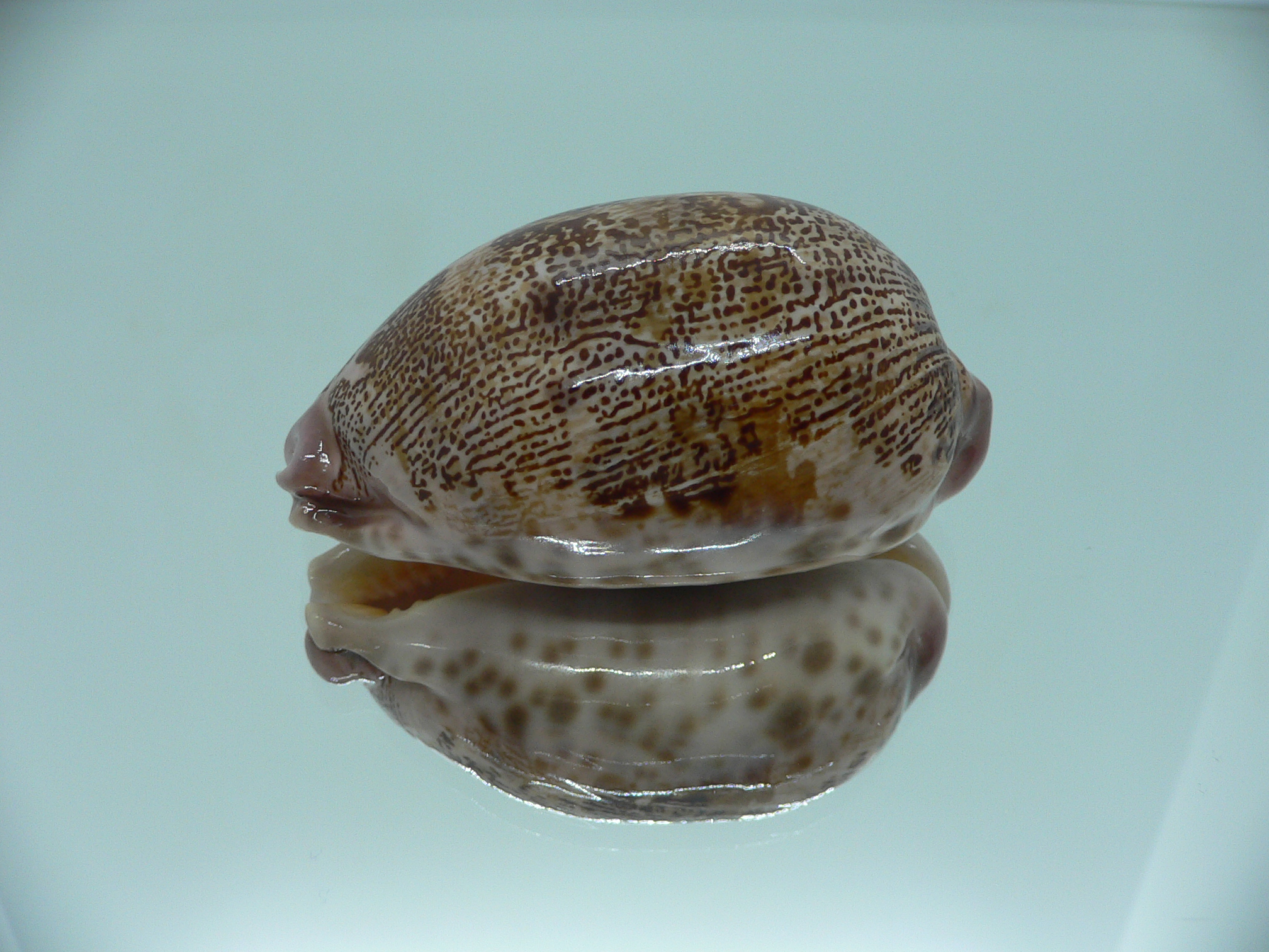 Cypraea rosea aliwalensis RARE IDEAL