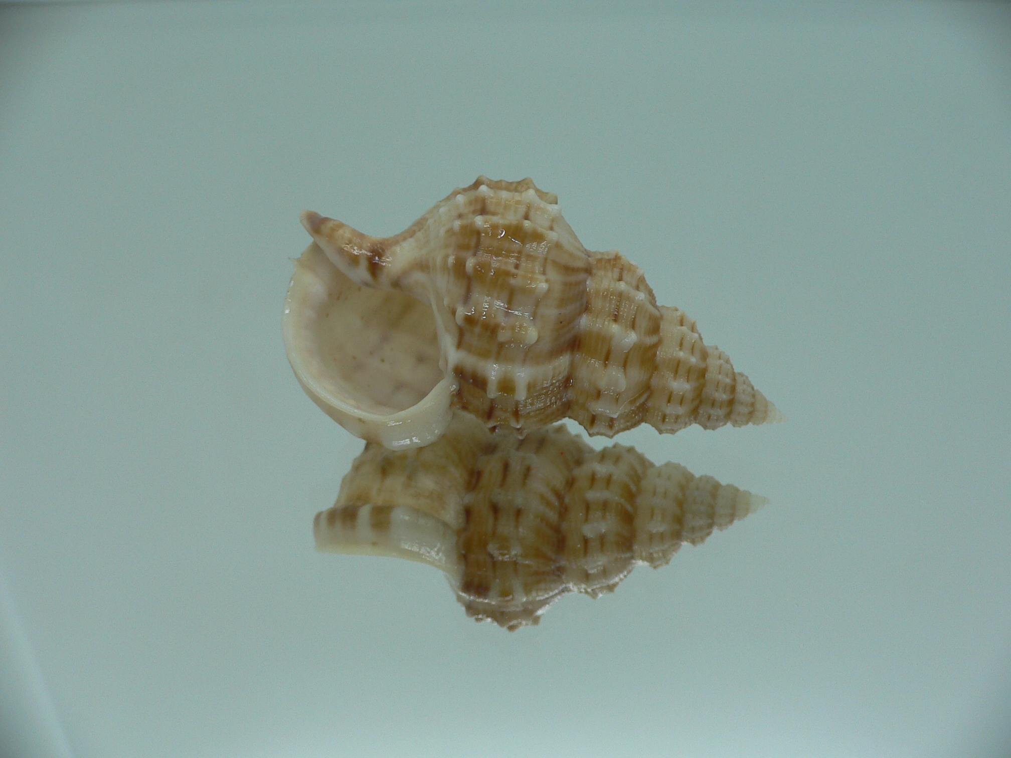 Nassaria thesaura RARE & BIG