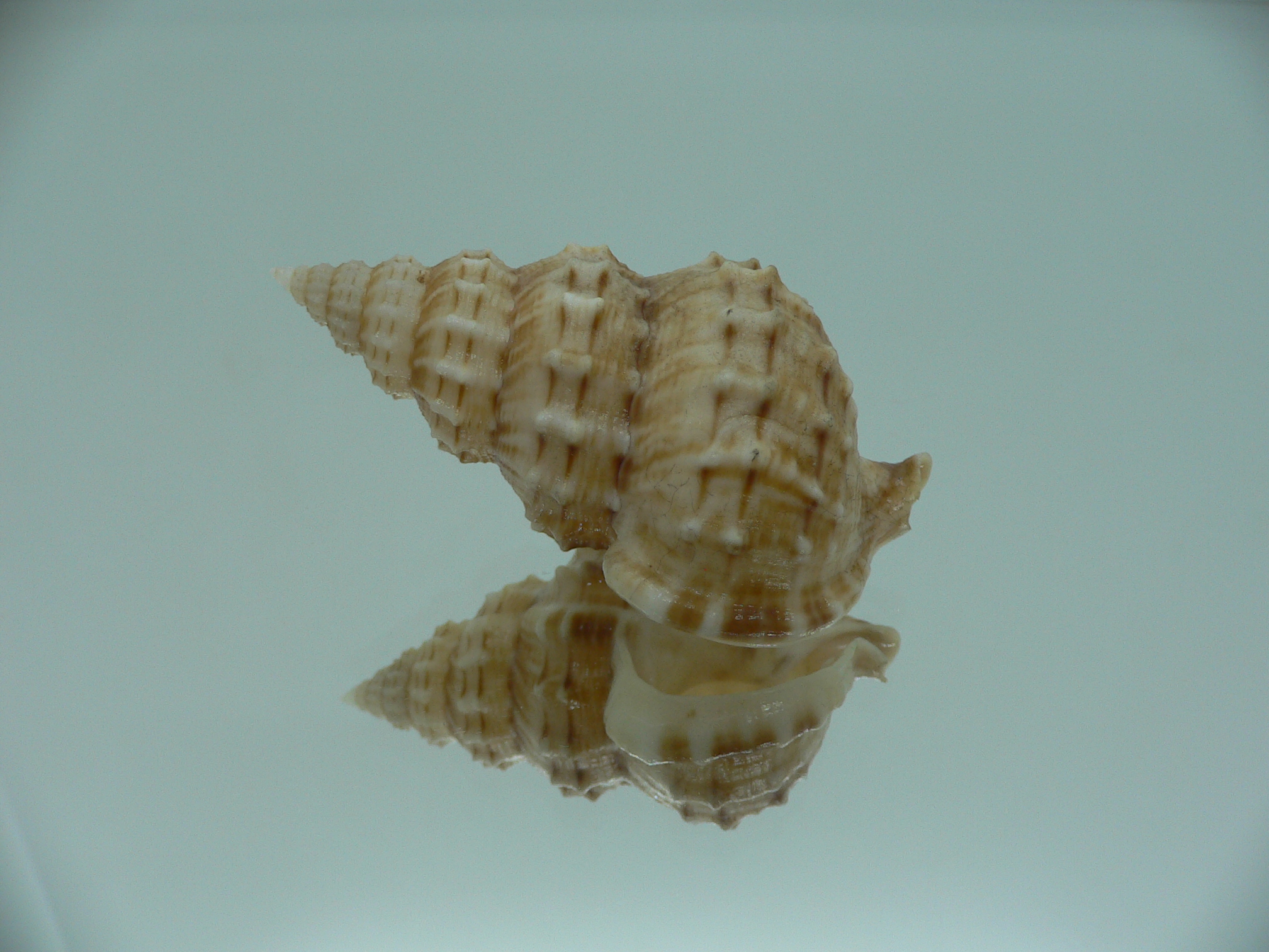 Nassaria thesaura RARE & BIG