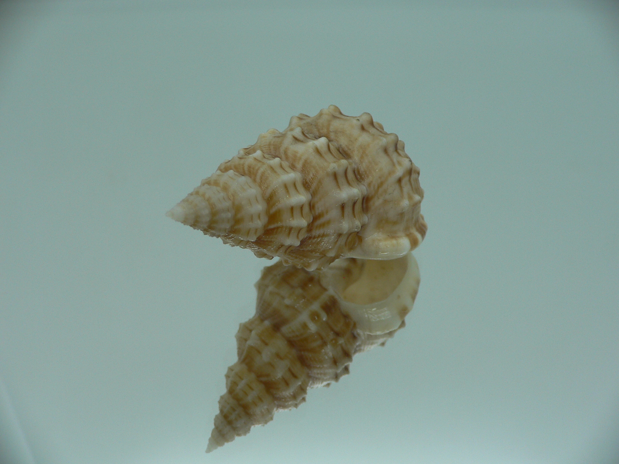 Nassaria thesaura RARE & BIG