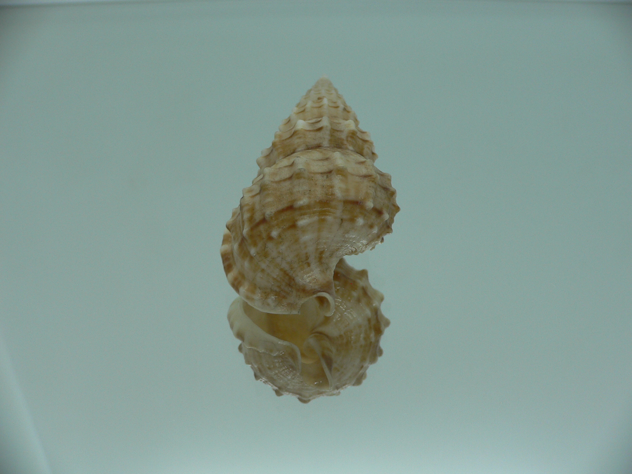 Nassaria thesaura RARE & BIG