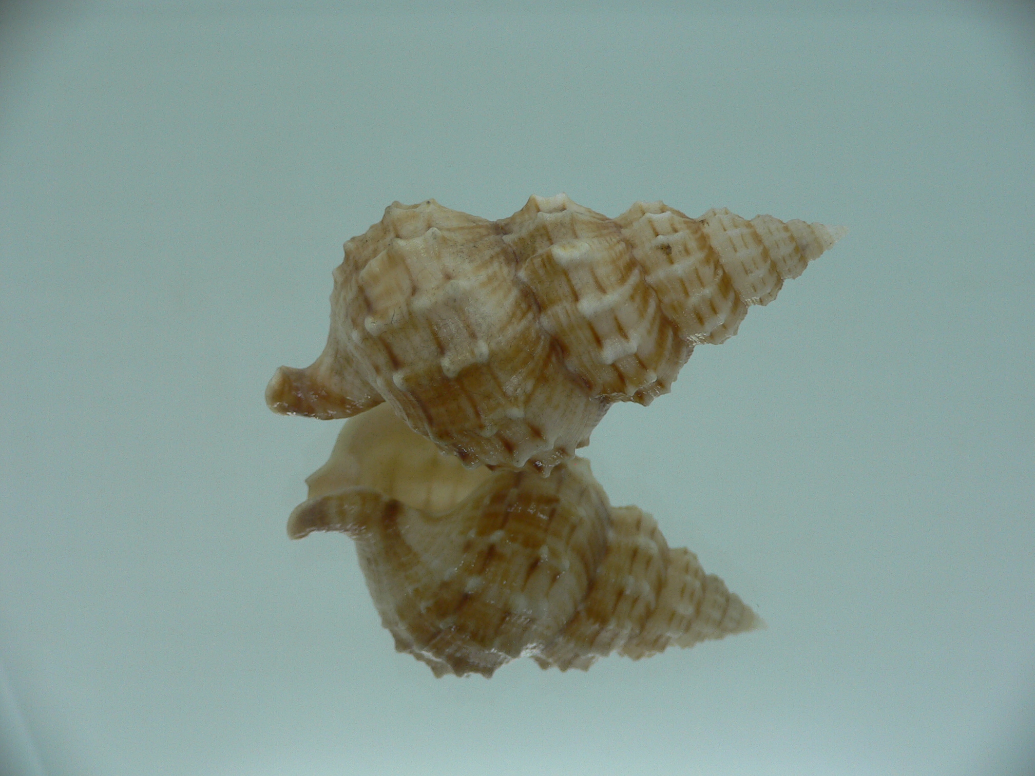 Nassaria thesaura RARE & BIG