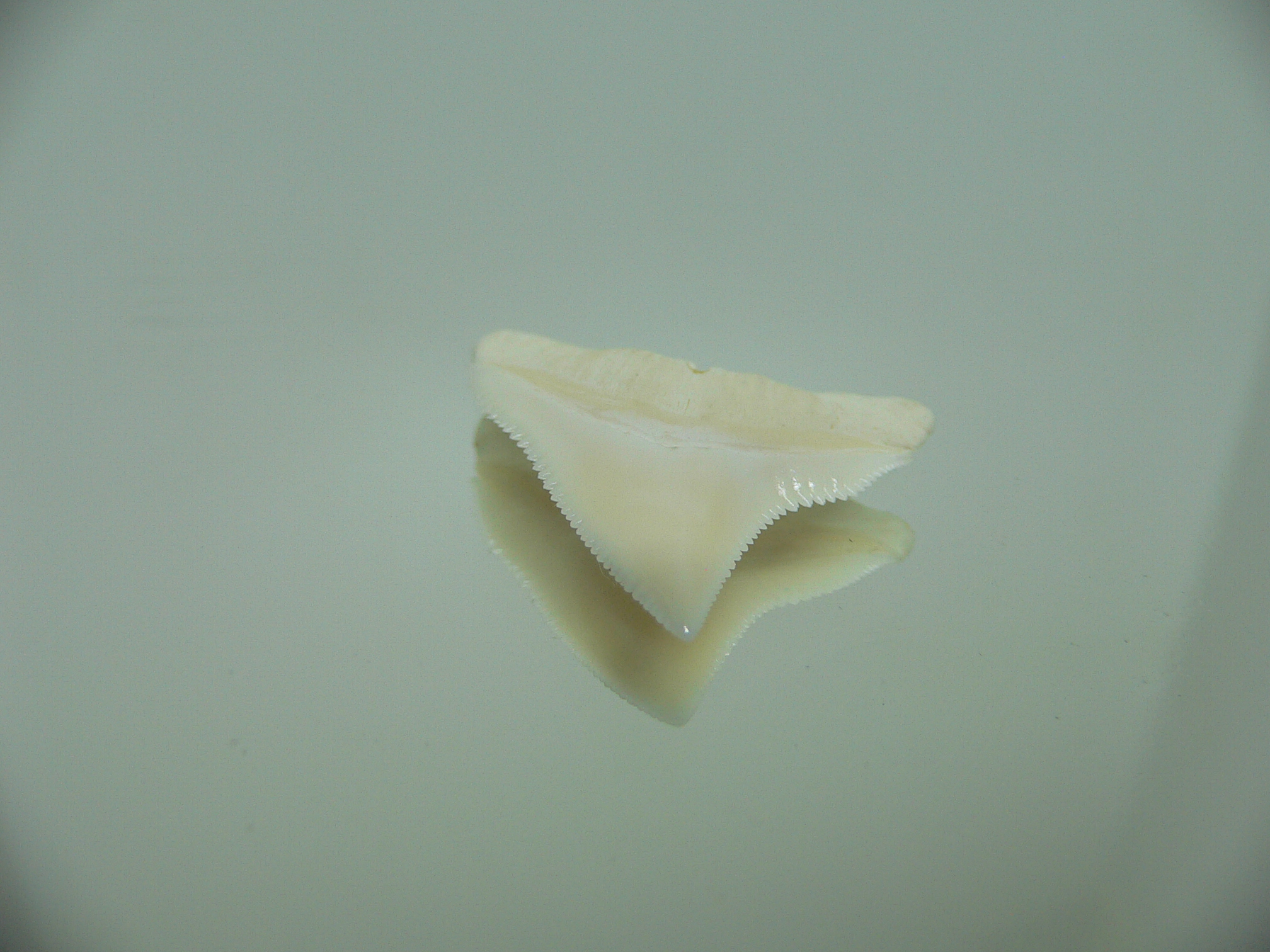 Carcharhinus leucas Зуб БЫЧЬЕЙ акулы